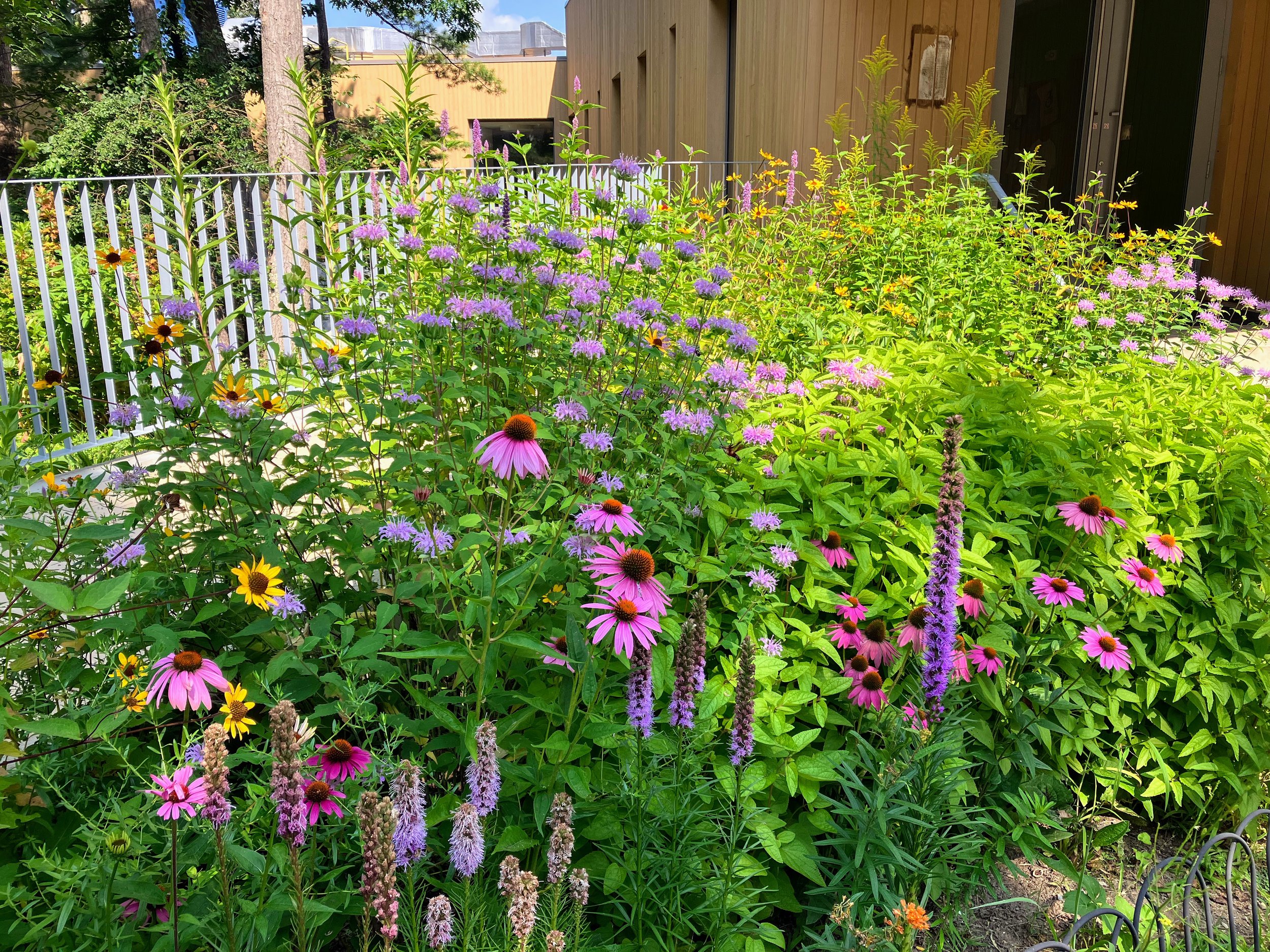 Deveruex@Waring - Beverly, MA - Native Pollinator Garden
grown from seed with 4th & 5th graders