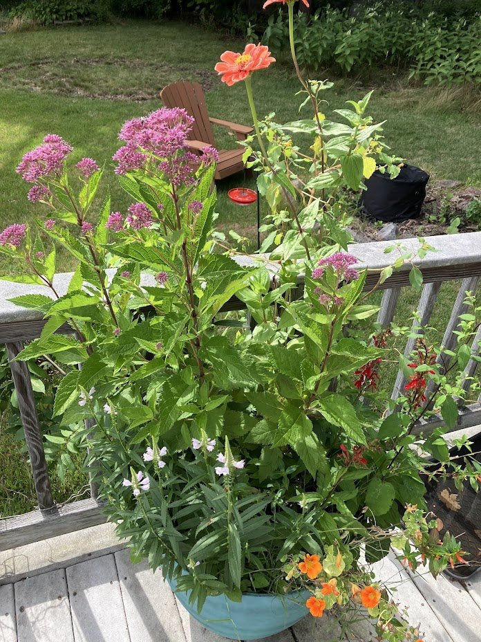 Hummingbird & Pollinator Container Garden - Swampscott, MA