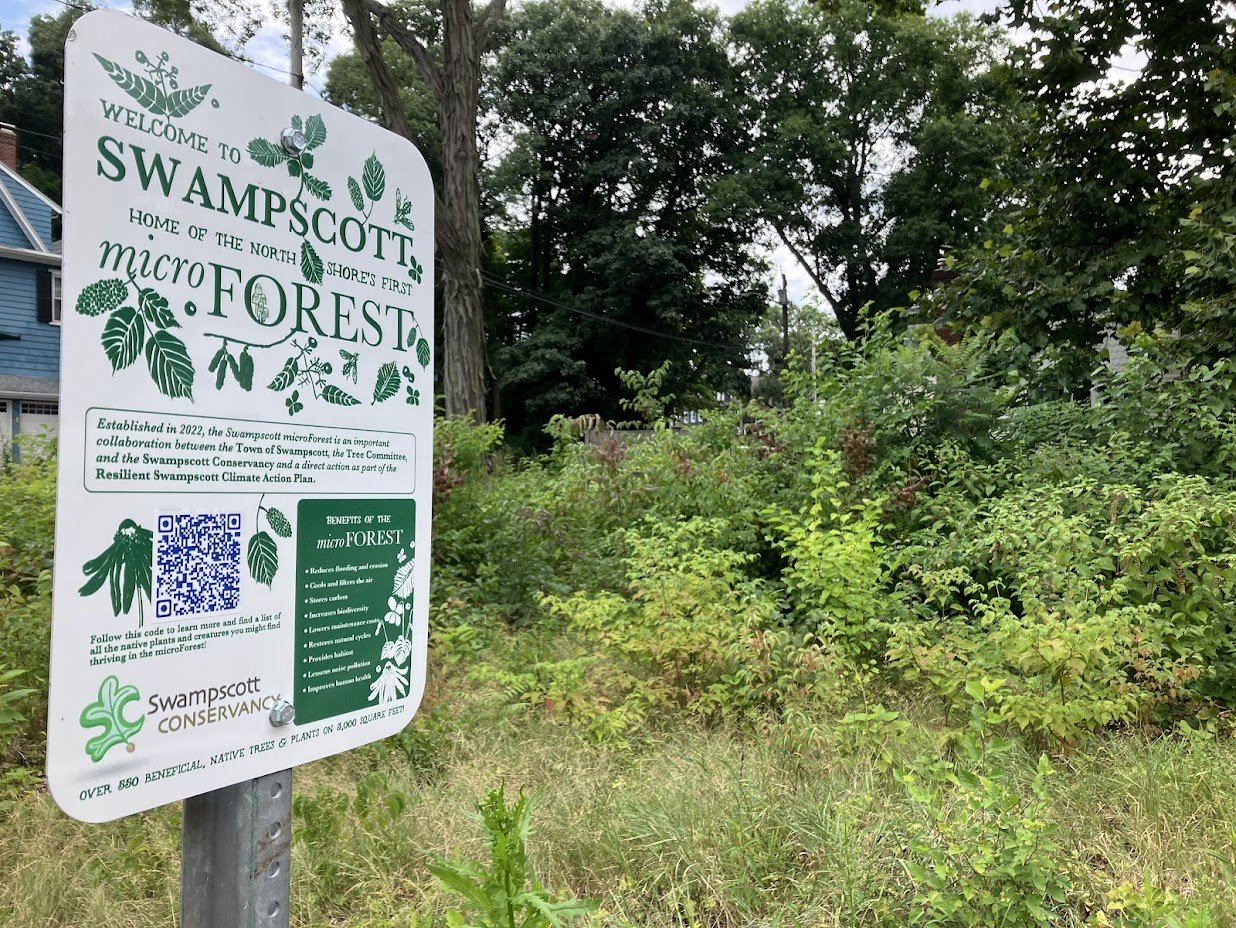 Swampscott MicroForest - the North Shore's first Miyawaki forest - Swampscott, MA