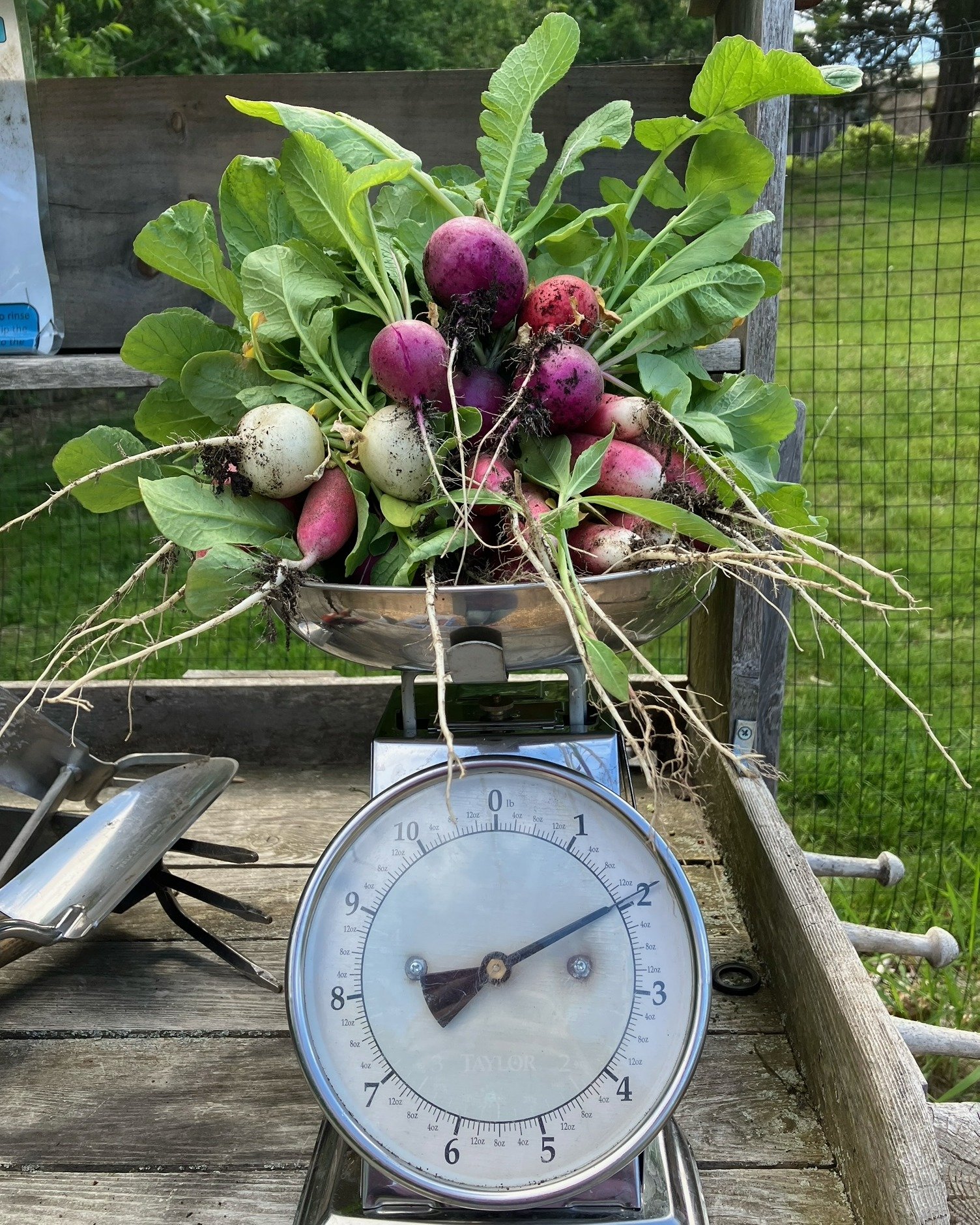 SPUR Community Roots Garden at St. Andrew's - Marblehead, MA
