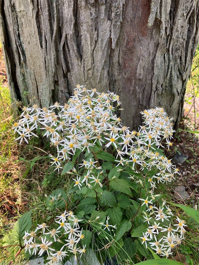 Swampscott MicroForest - the North Shore's first Miyawaki forest - Swampscott, MA