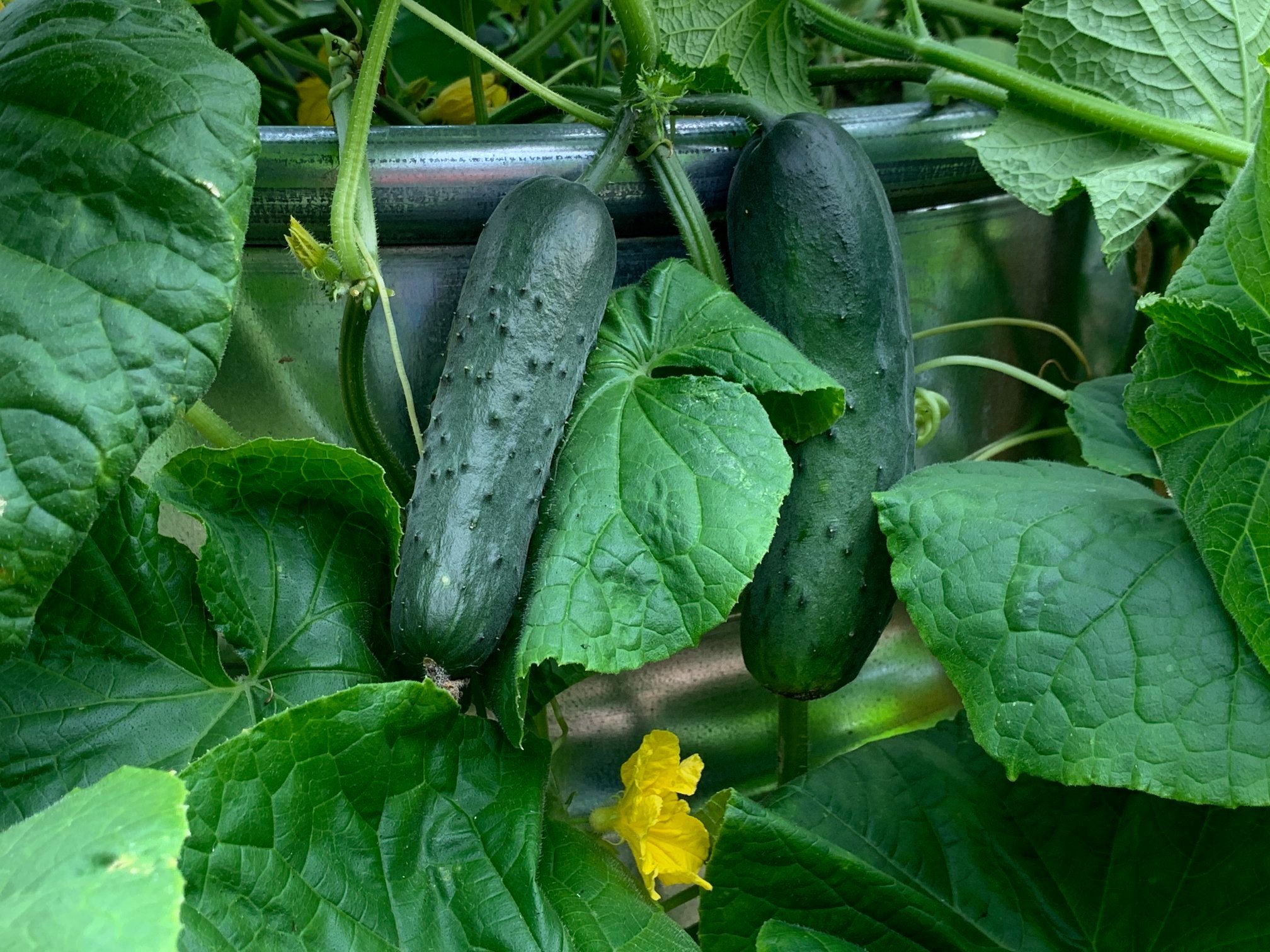 SPUR Community Roots Garden at St. Andrew's - Marblehead, MA