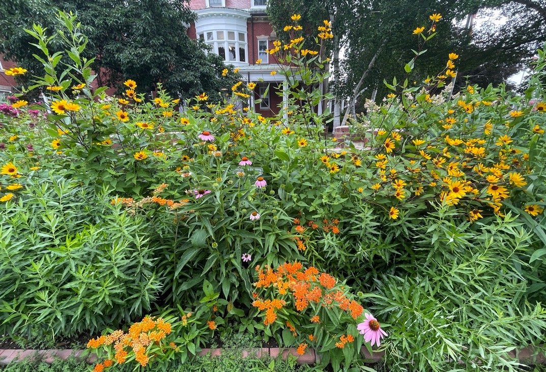 Swampscott Town Hall - Monarch Waystation