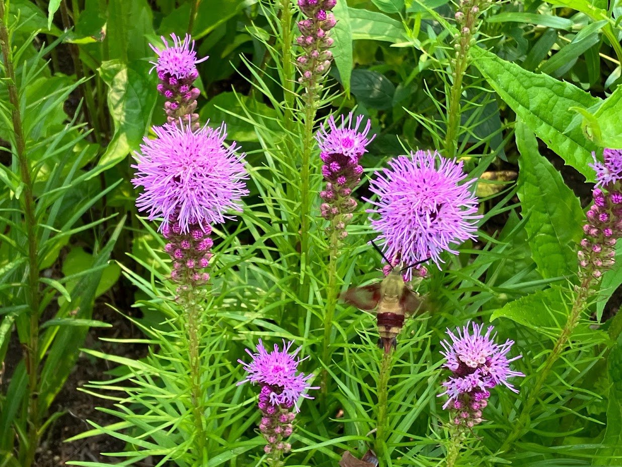 Deveruex@Waring - Beverly, MA - Native Pollinator Garden
grown from seed with 4th & 5th graders
