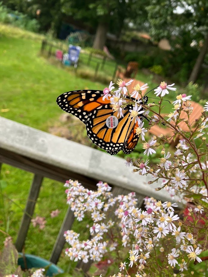 Hummingbird & Pollinator Container Garden - Swampscott, MA