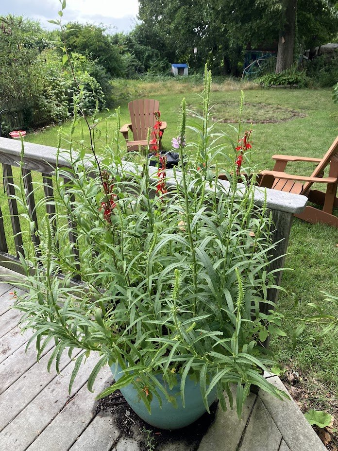 Hummingbird & Pollinator Container Garden - Swampscott, MA