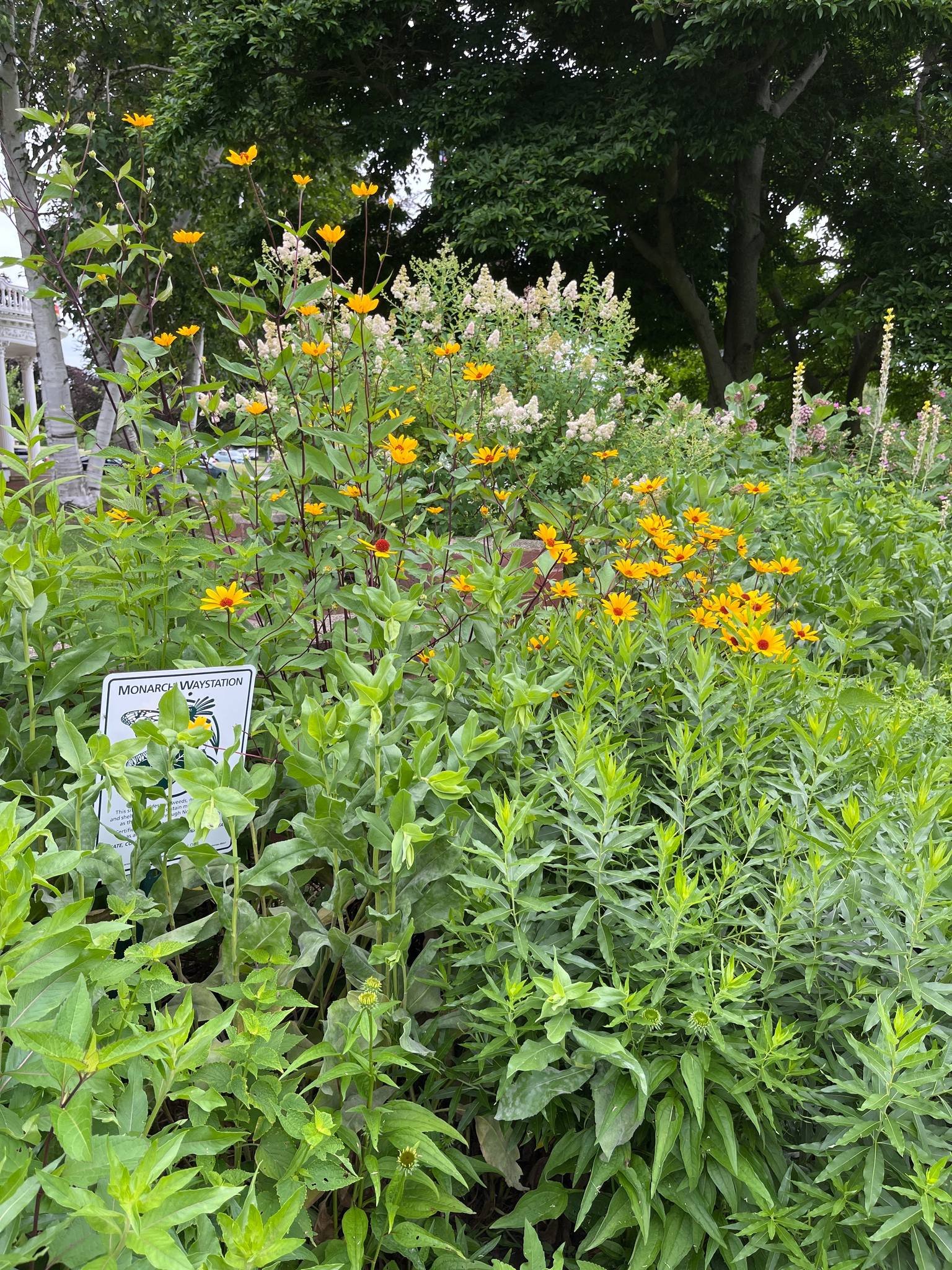 Swampscott Town Hall - Monarch Waystation