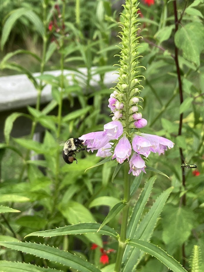 Hummingbird & Pollinator Container Garden - Swampscott, MA