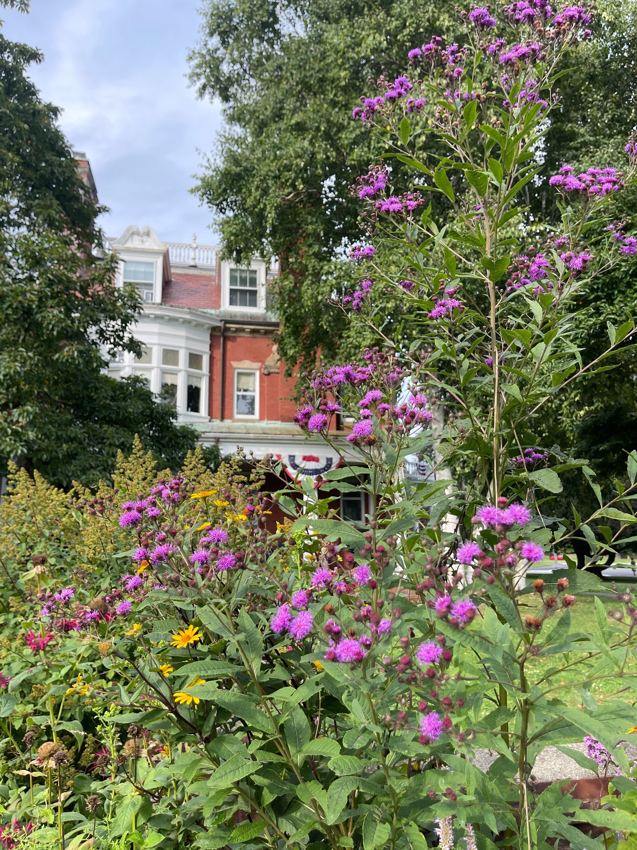 Swampscott Town Hall - Monarch Waystation