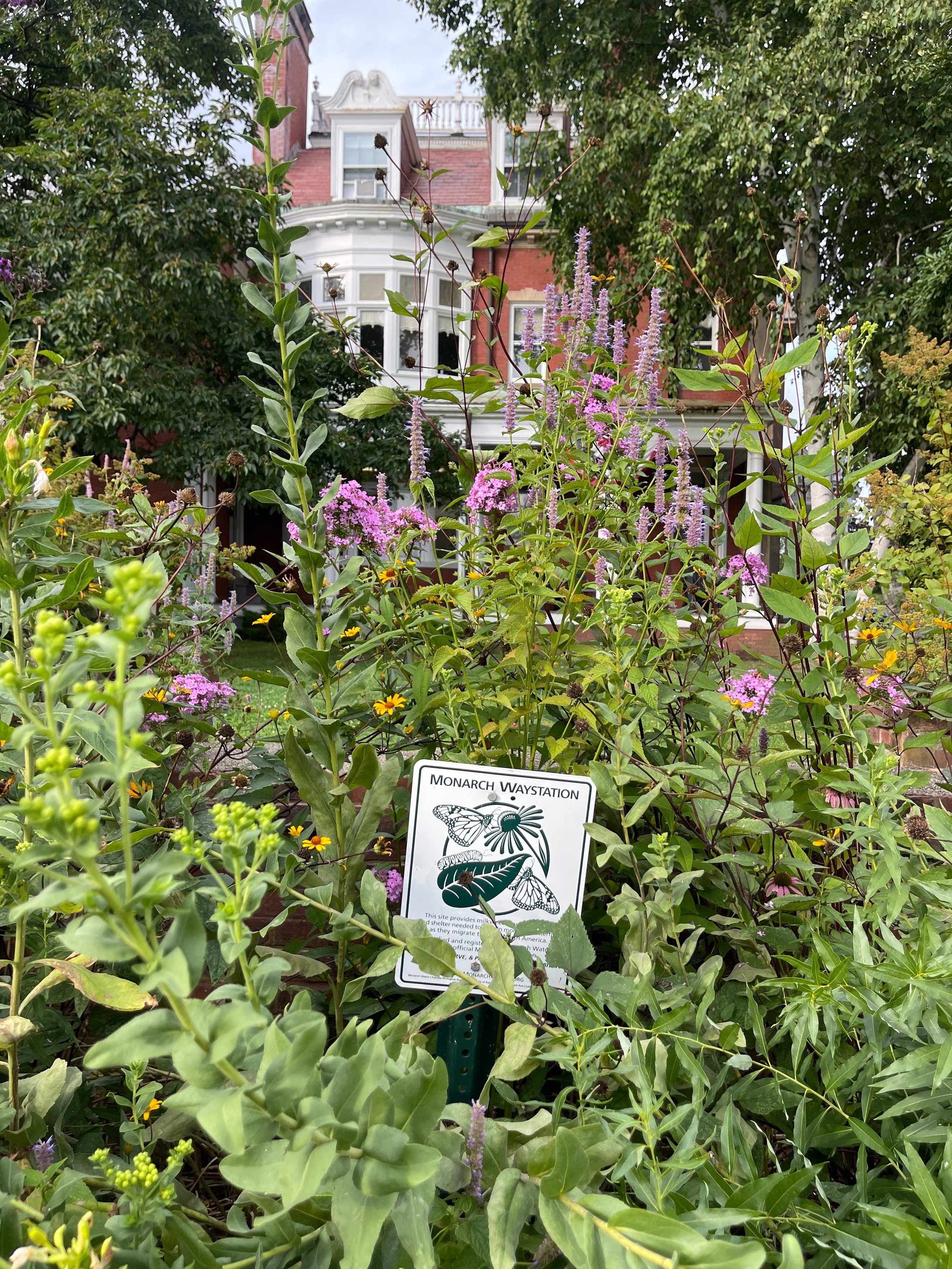 Swampscott Town Hall - Monarch Waystation