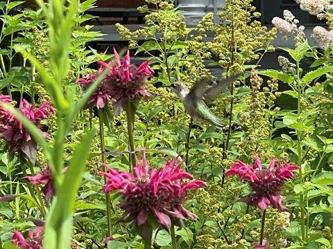 Swampscott Town Hall - Monarch Waystation