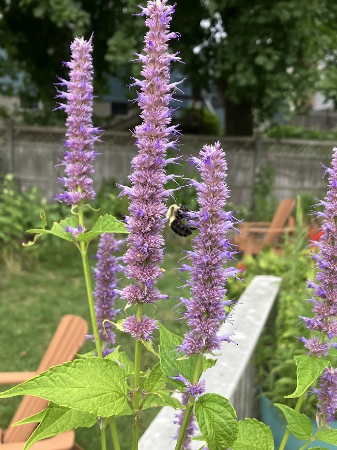Hummingbird & Pollinator Container Garden - Swampscott, MA