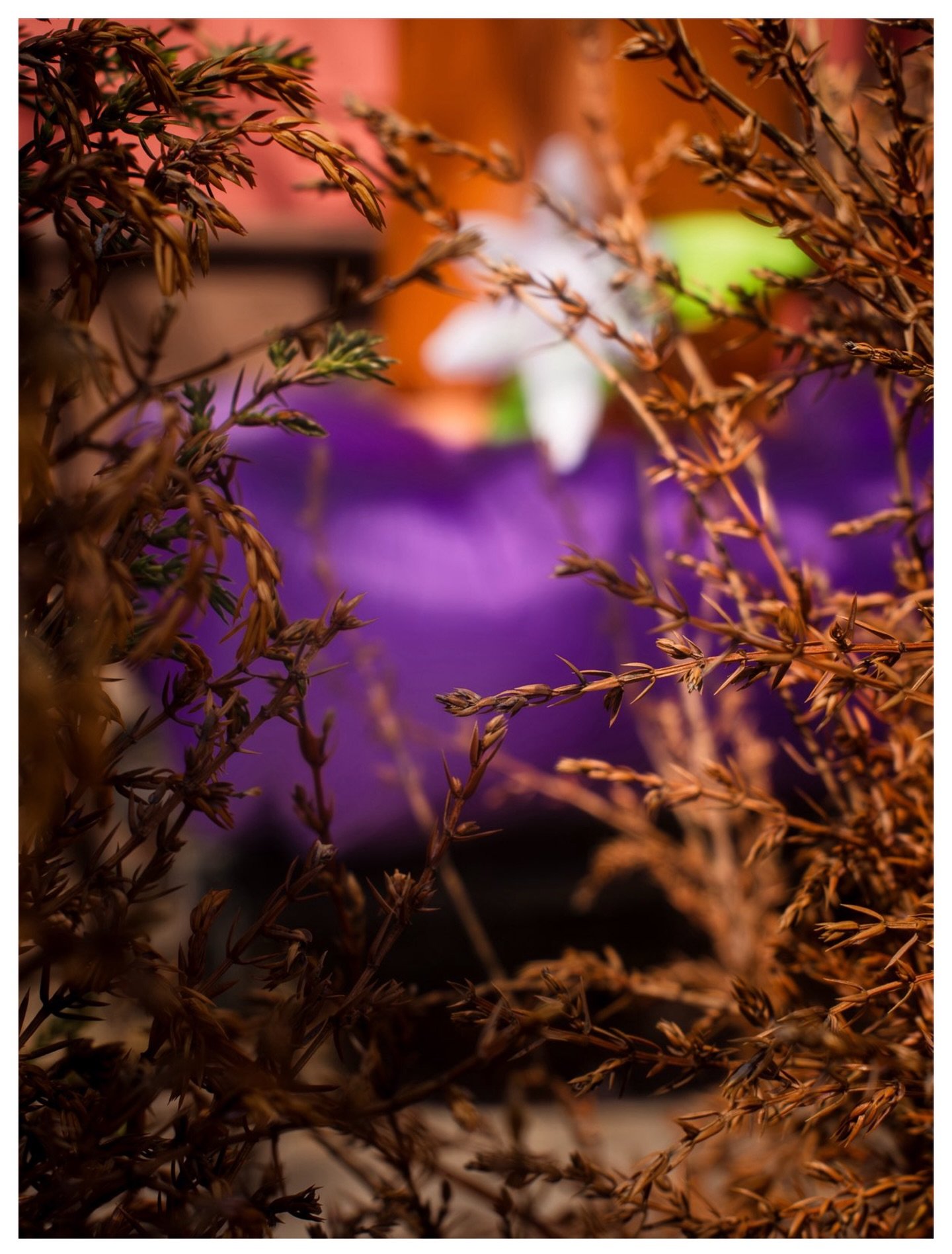 02/07 - Purple In The Wild.

#ChromaticAnthology #Green #StreetPhotography #fujifilm #x100vi @fujifilmx_us @fujixseries