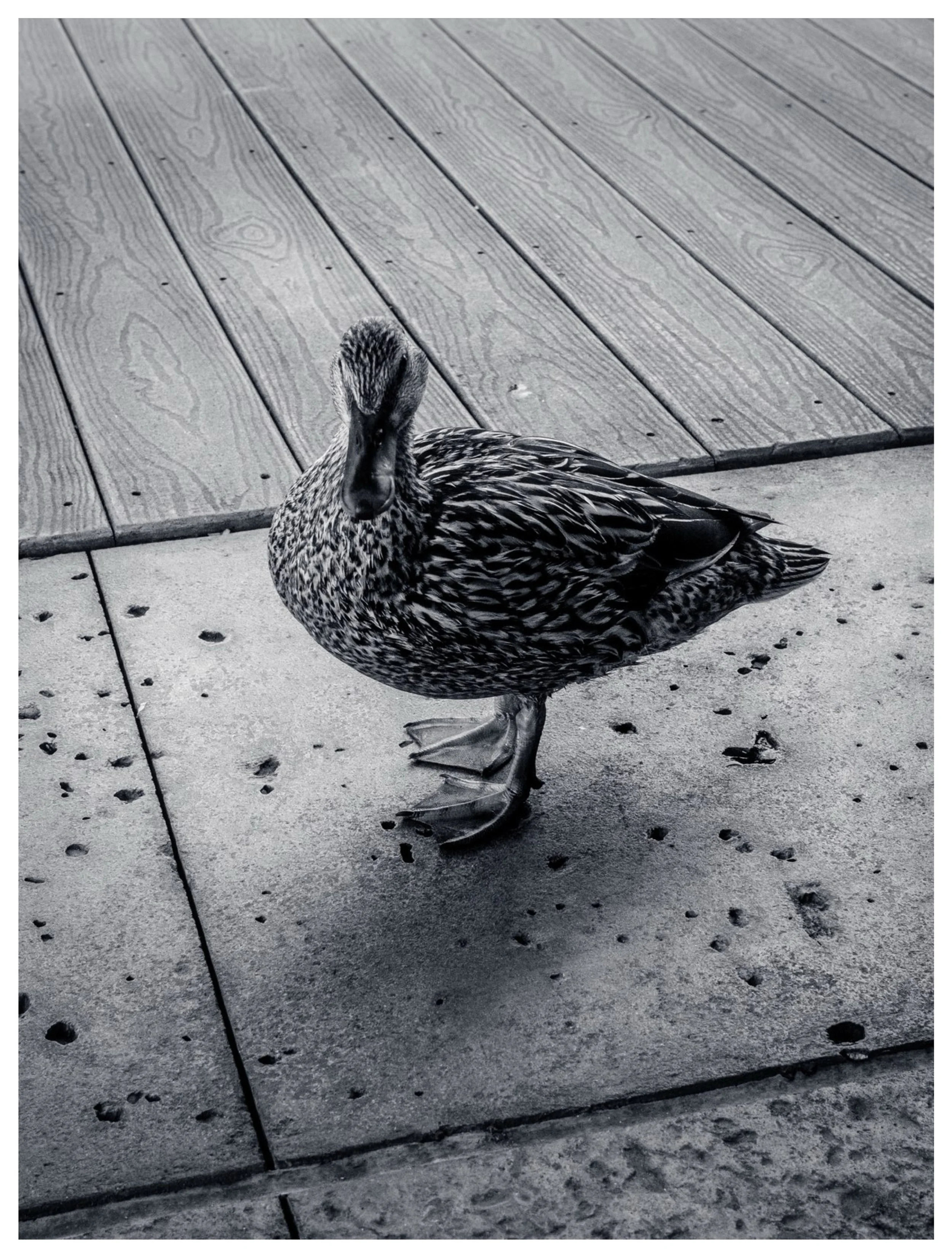 #DailyDetails 5.27

#StreetPhotography #fujifilm #x100vi @fujifilmx_us @fujixseries @lightroom