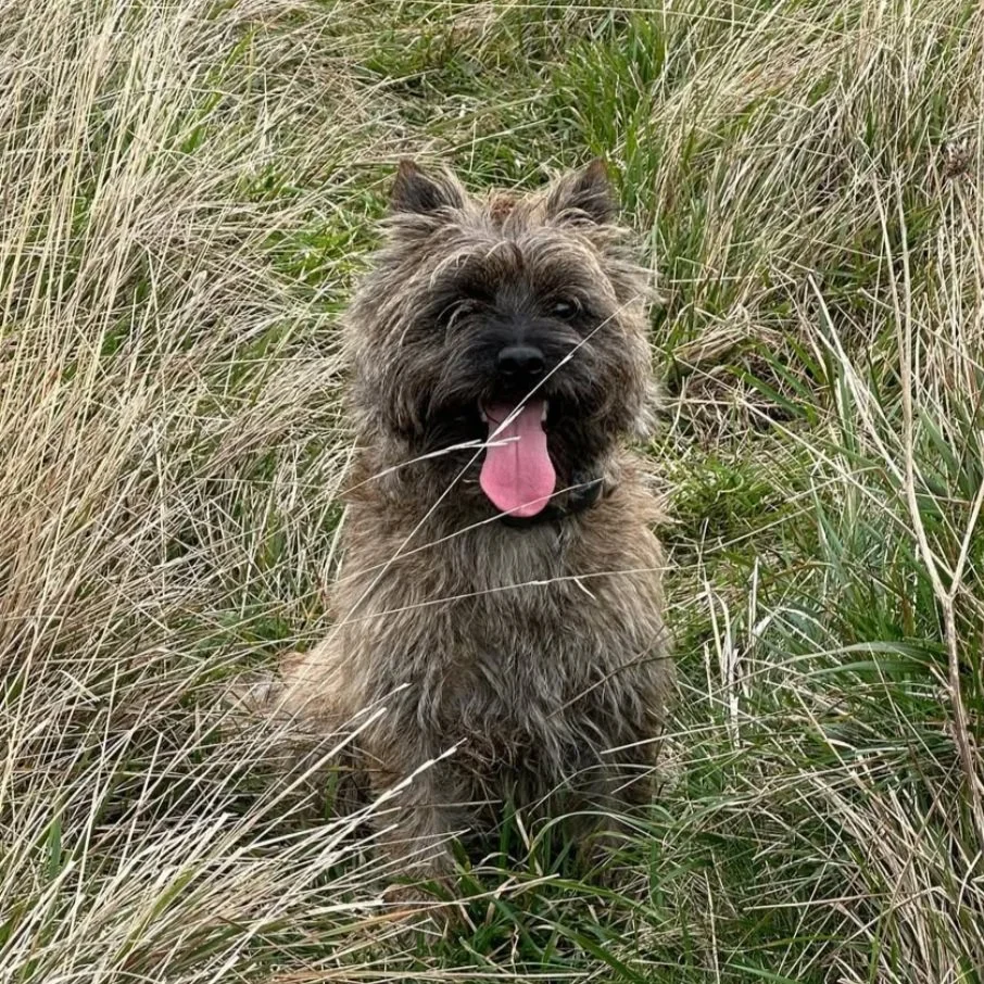 What Makes Cairn Terriers Special? 7 Reasons to Love the Breed