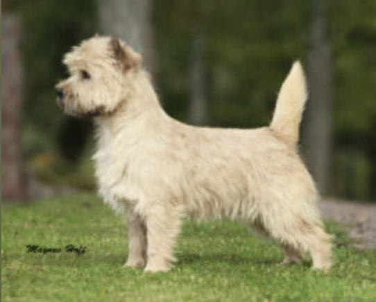Wheaten