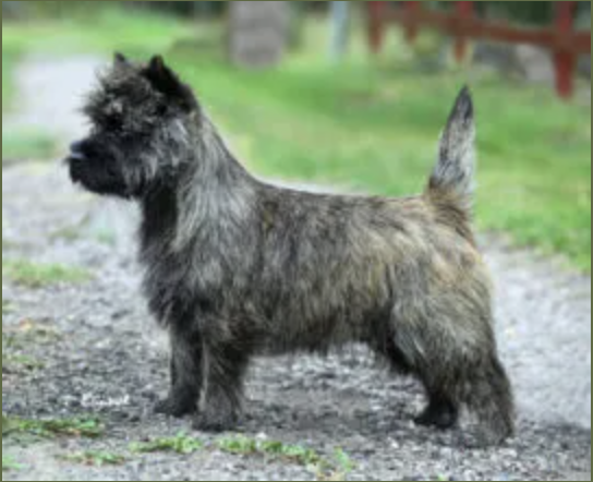 Dark Brindle