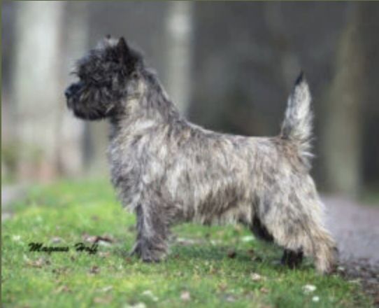 Light Brindle