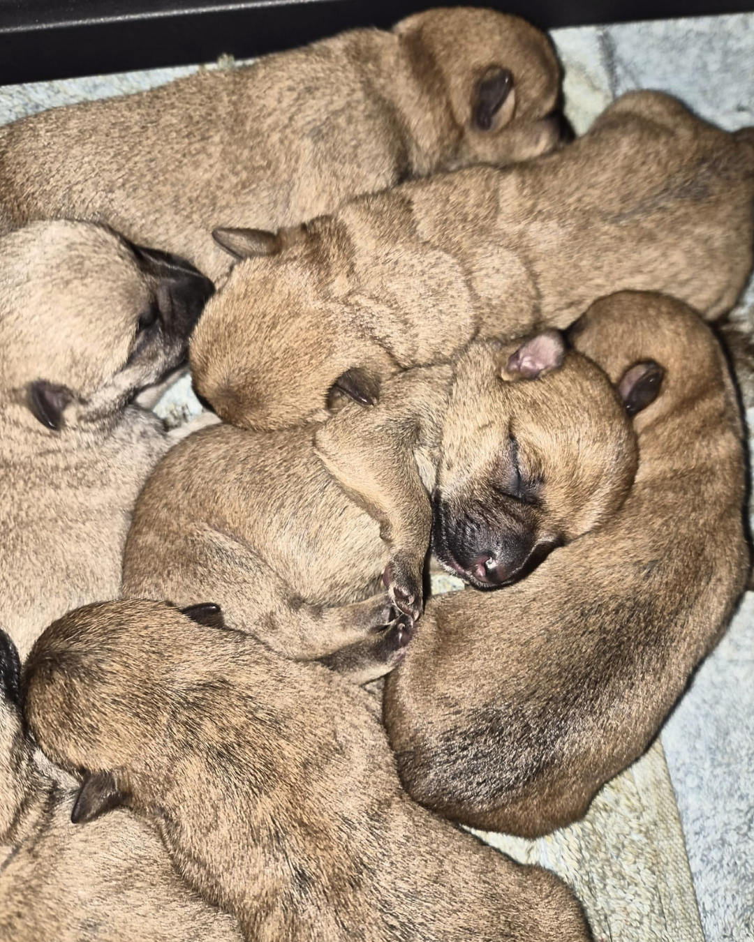 Cairn Terrier puppies born