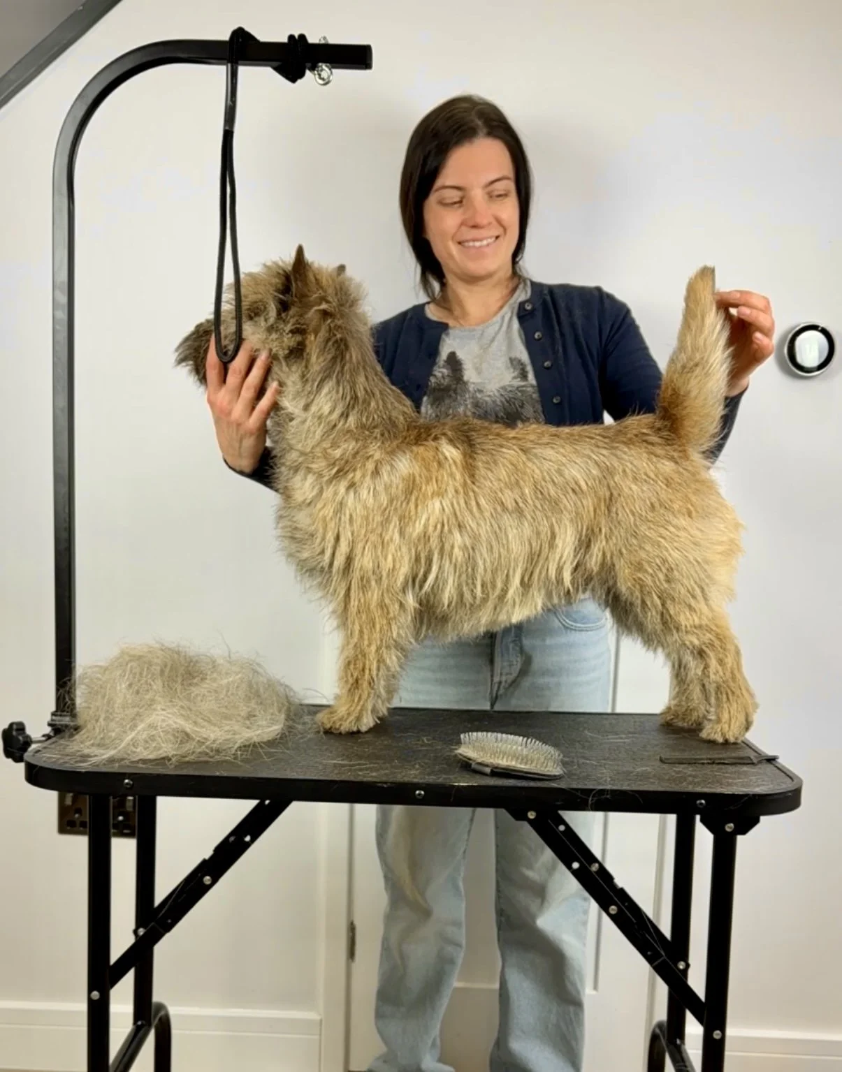 Cairn Terrier Hand Stripping Class - TBD