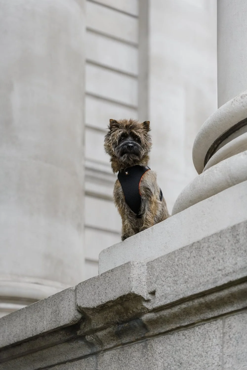 Barry the Cairn Terrier on a stone ledge, photo shoot for Wonderpaws