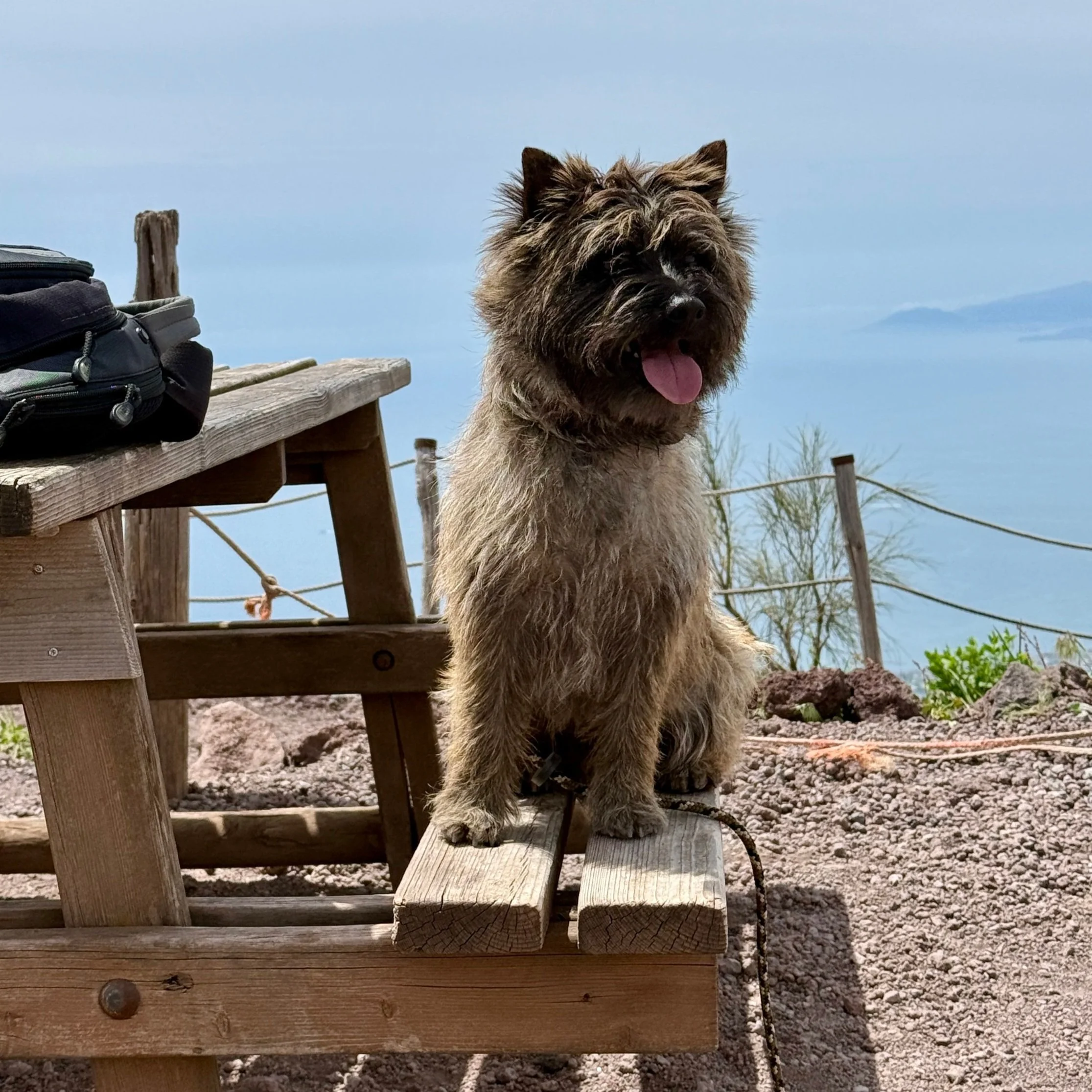 Barry is very good at reserving tables on top of the volcano (Vesuvius volcano, Naples, Italy)