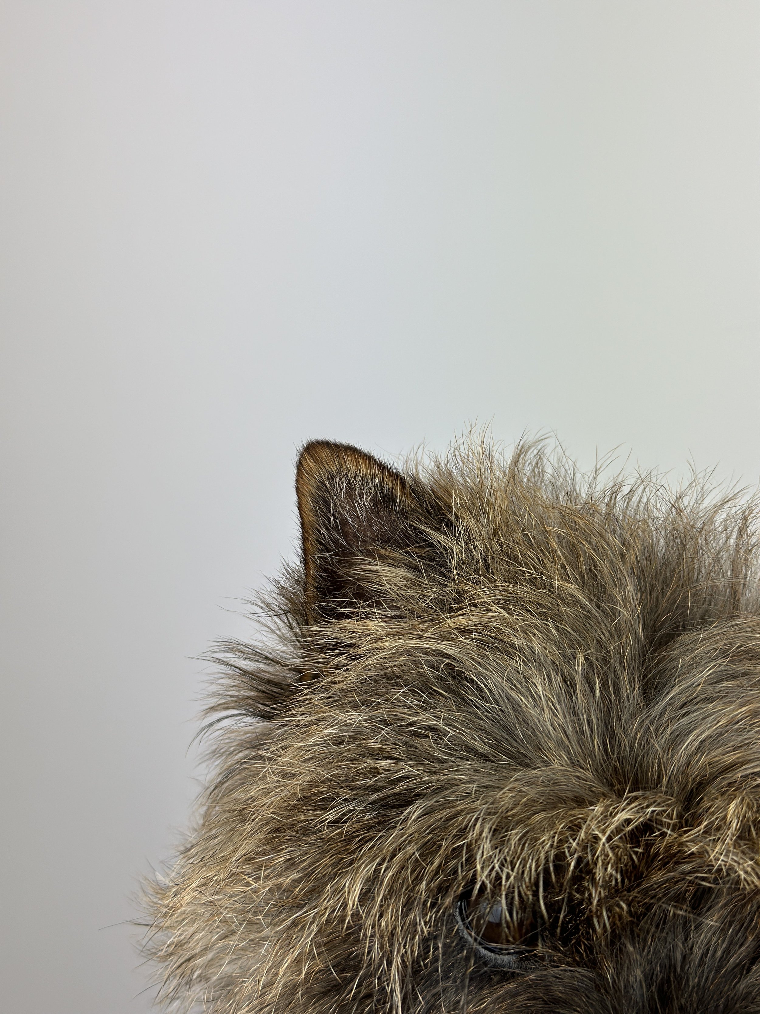Finger Coat for Hand stripping Cairn Terrier dog coat and convenient glass jar with wooden lid