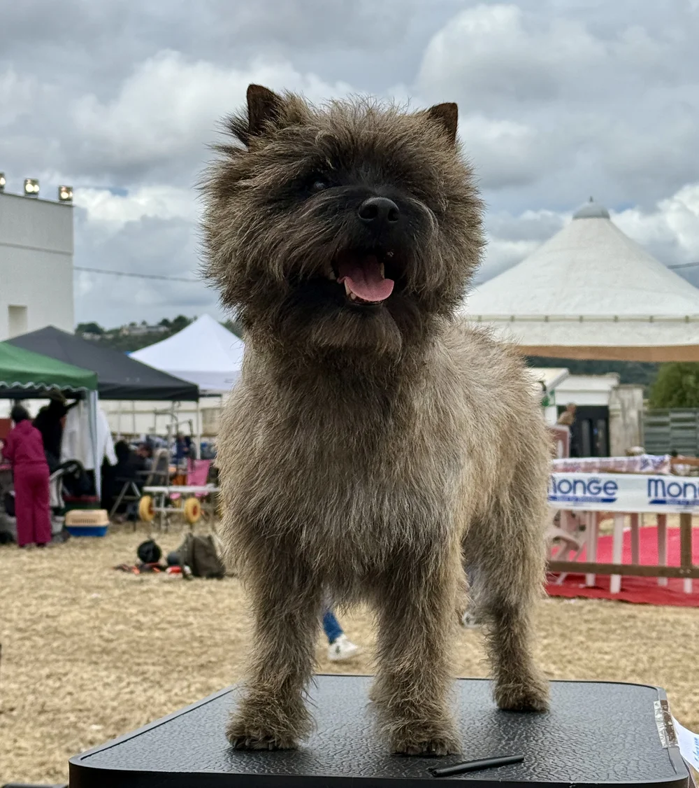 Dog Grooming Cairn Terrier: Expert Tips Revealed