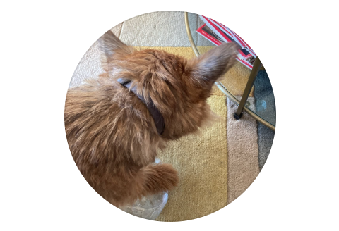 Cairn Terrier Barry The Brave live hand stripping class, blog and merchandise