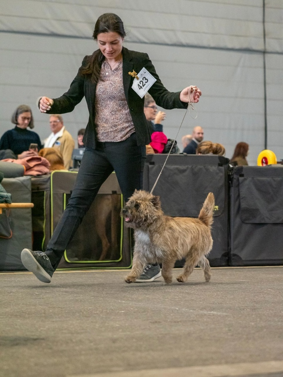 Hand Stripping Cairn Terrier Live Class Masterclass
