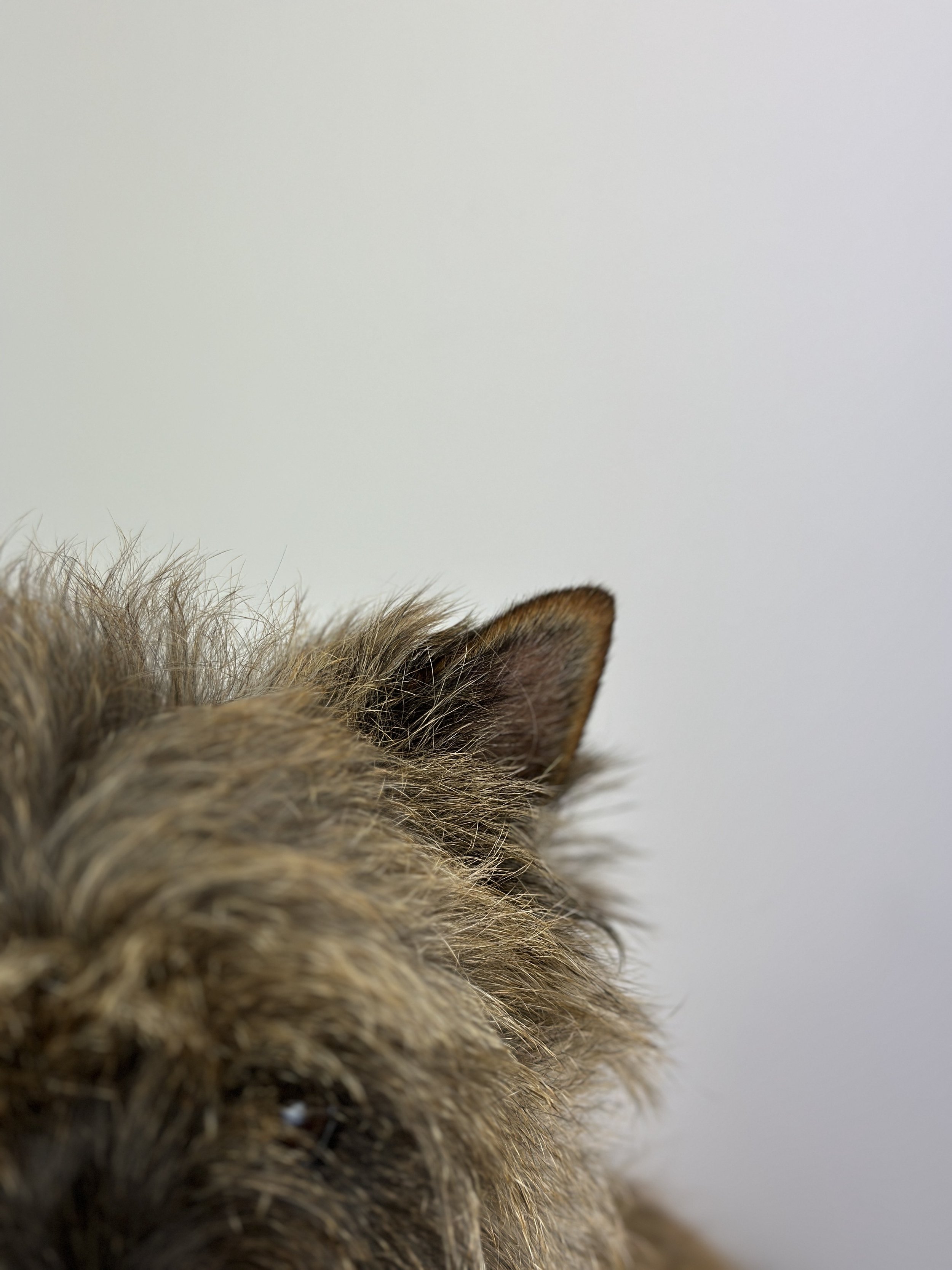 Finger Coat for Hand stripping Cairn Terrier dog coat and convenient glass jar with wooden lid