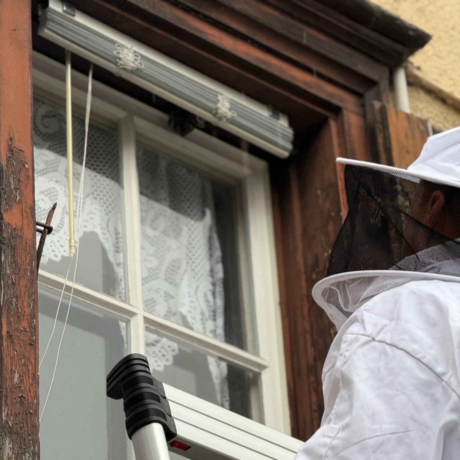 🛠️ Frühzeitige Wespennest-Entfernung: Effizient und sicher
Im Einsatz: Pascal Köring bei der Entfernung eines Wespennests im Anfangsstadium. In dieser Phase besteht das Nest meist nur aus einer kleinen, tischtennisballgroßen Kugel,