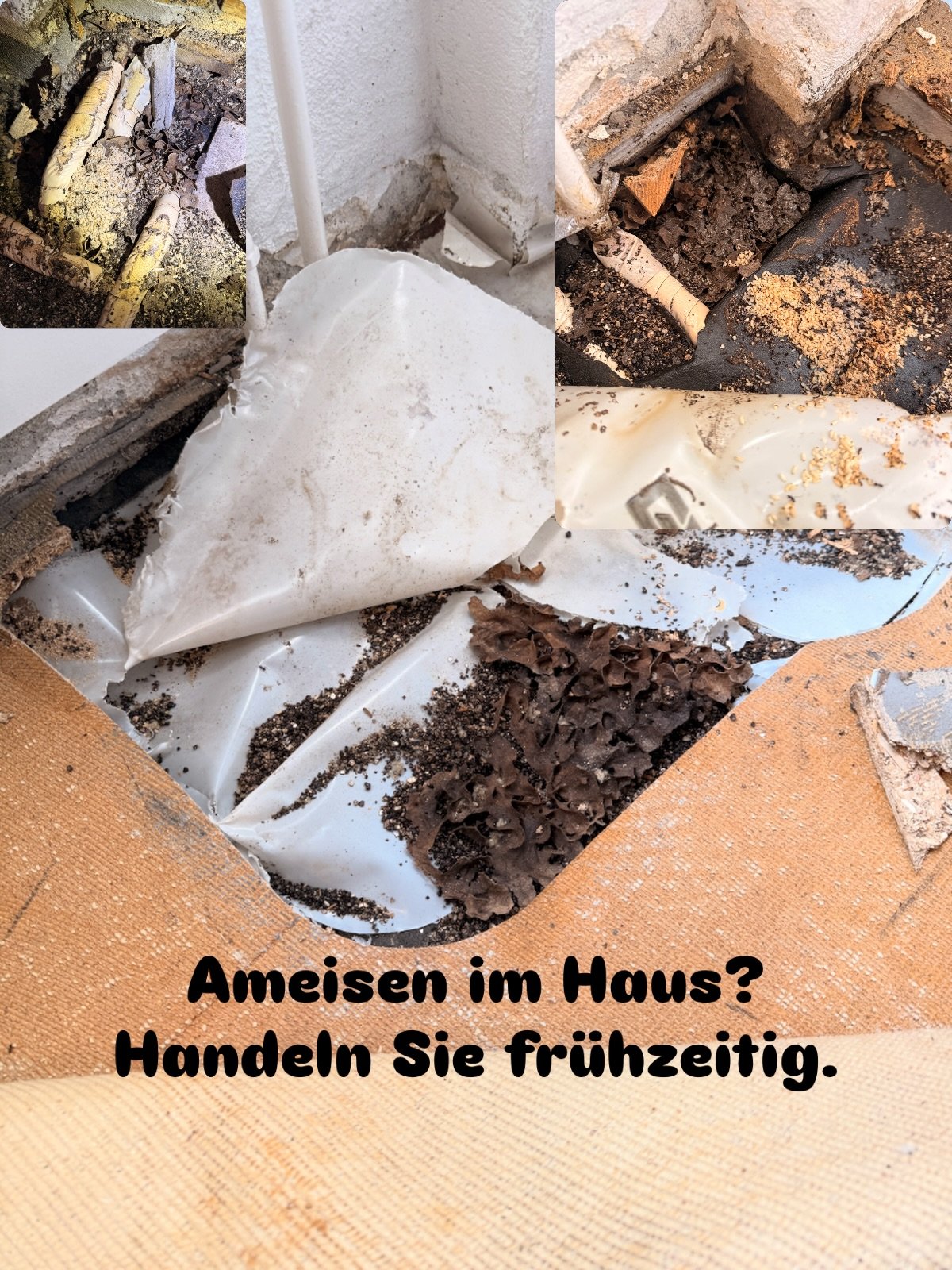 Bei dieser Liegenschaft wurde unter dem Bodenbelag ein grsses Ameisennest mit Eiern und Larven entdeckt. Von aussen waren nur kleine Anzeichen sichtbar &ndash; der eigentliche Befall befand sich bereits im Bodenaufbau.

🏠 Statt eigene Bek&auml;mpfun