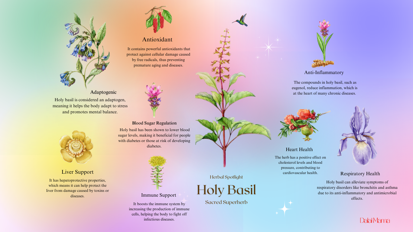 Herbal Spotlight: Holy Basil – The Sacred Healer