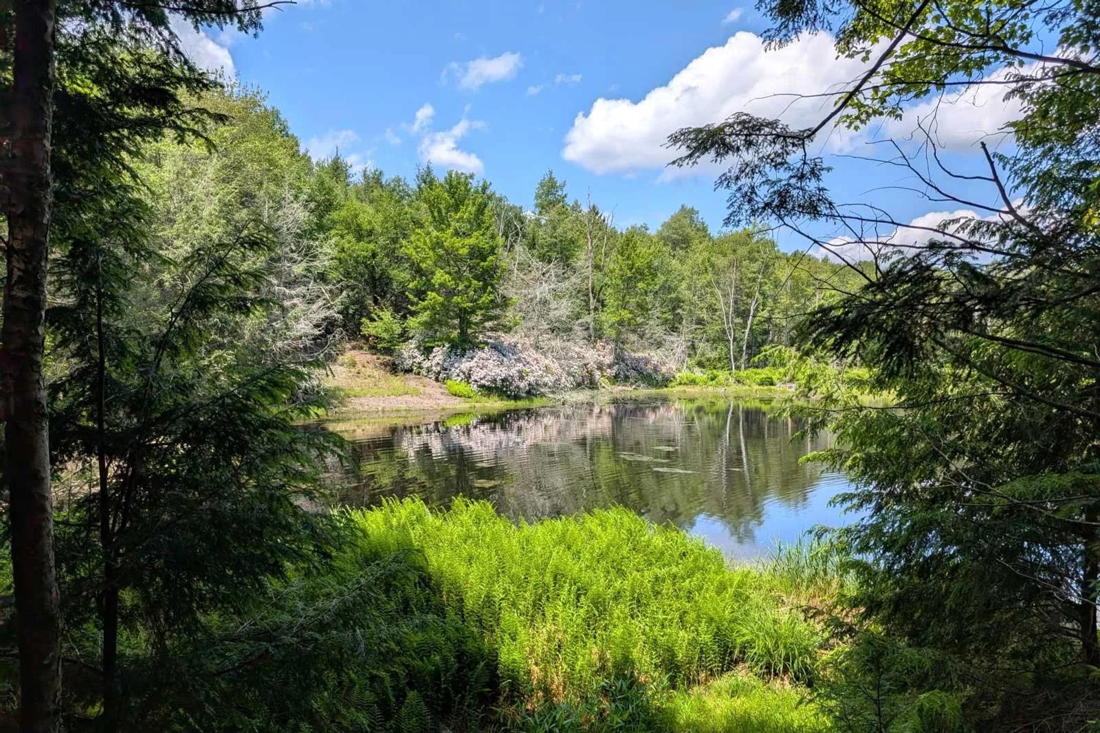 akera-pond1.jpg