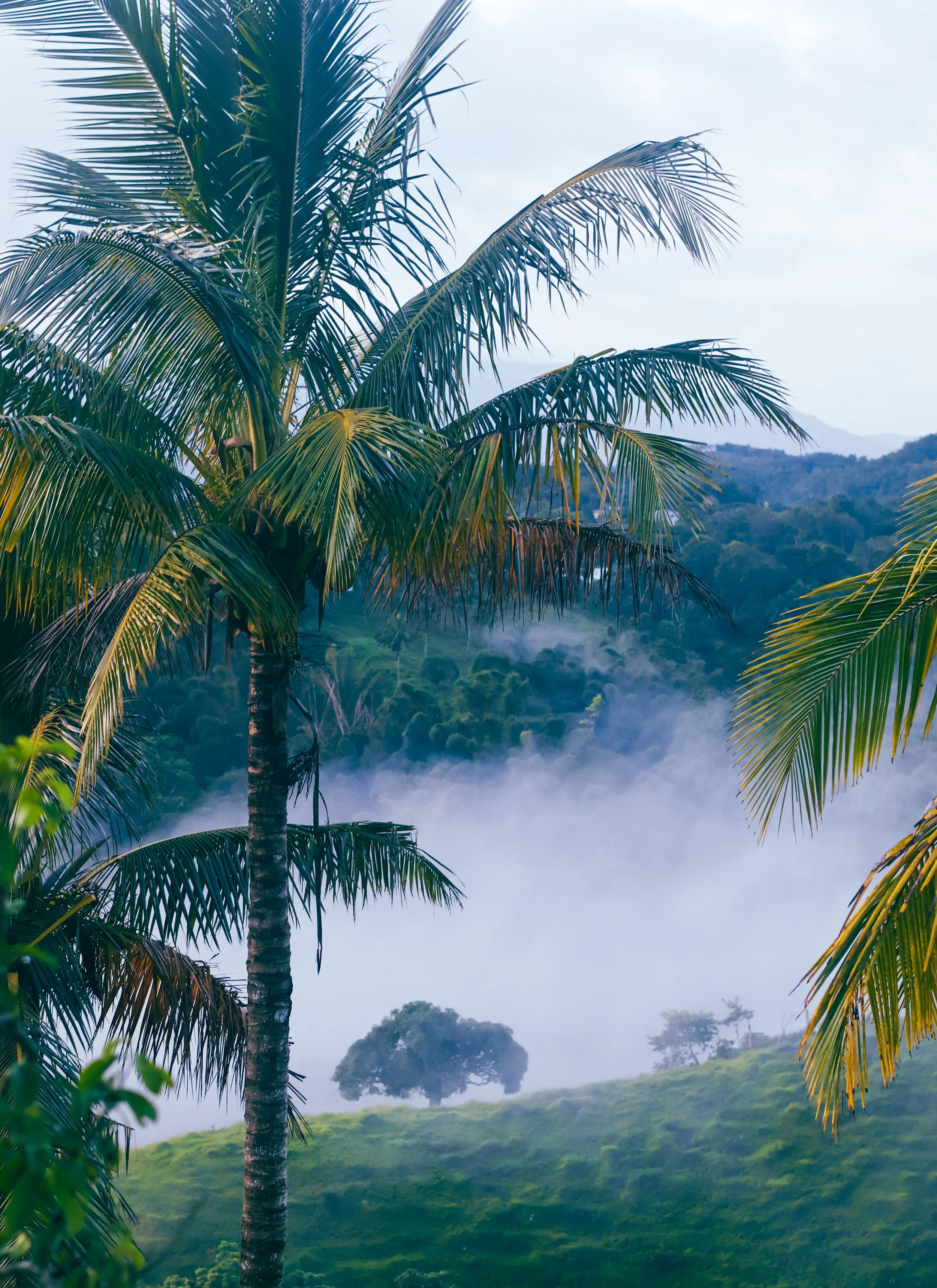 Fogs and Palms