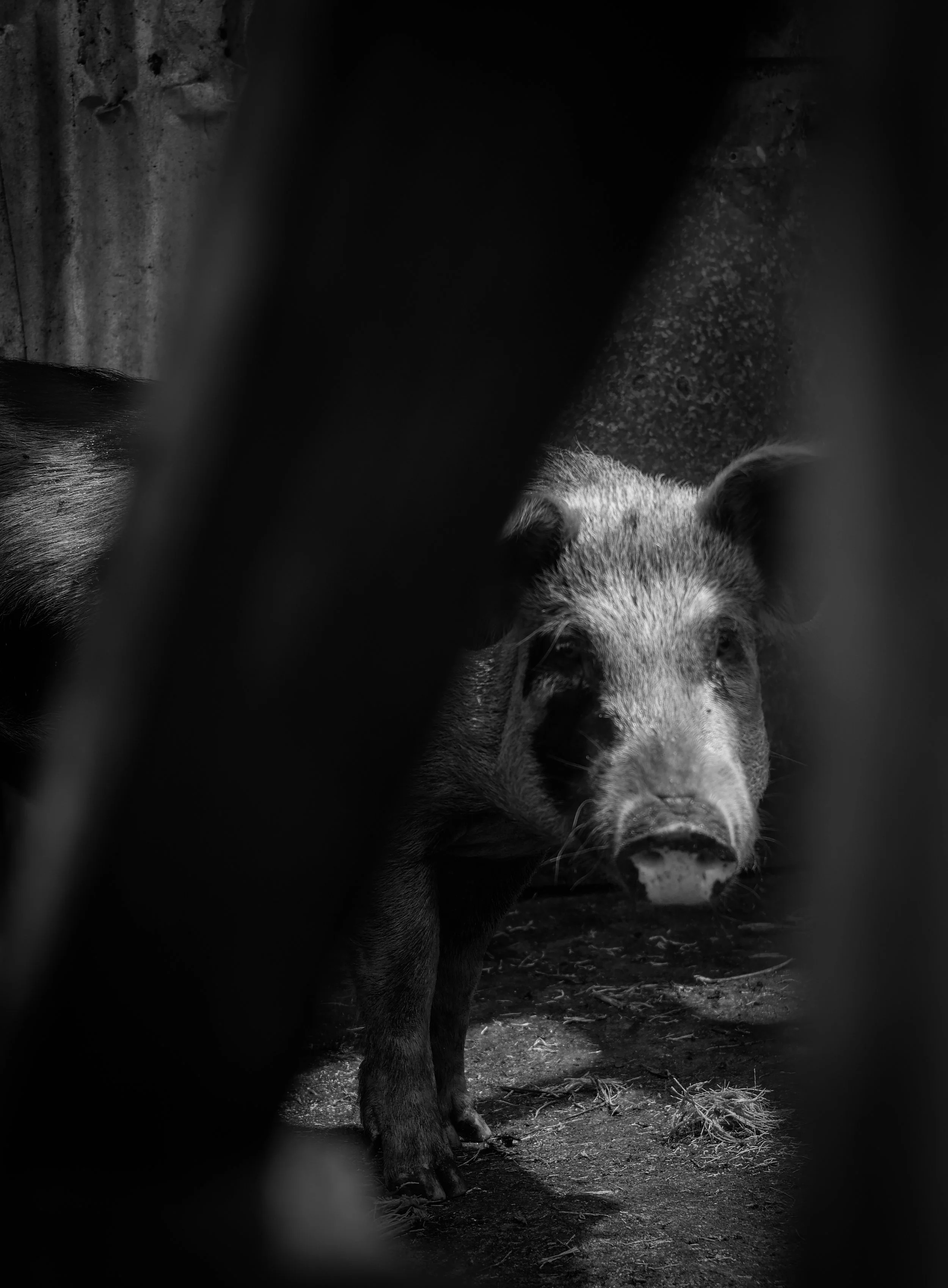 through-the-eyes-of-pigs