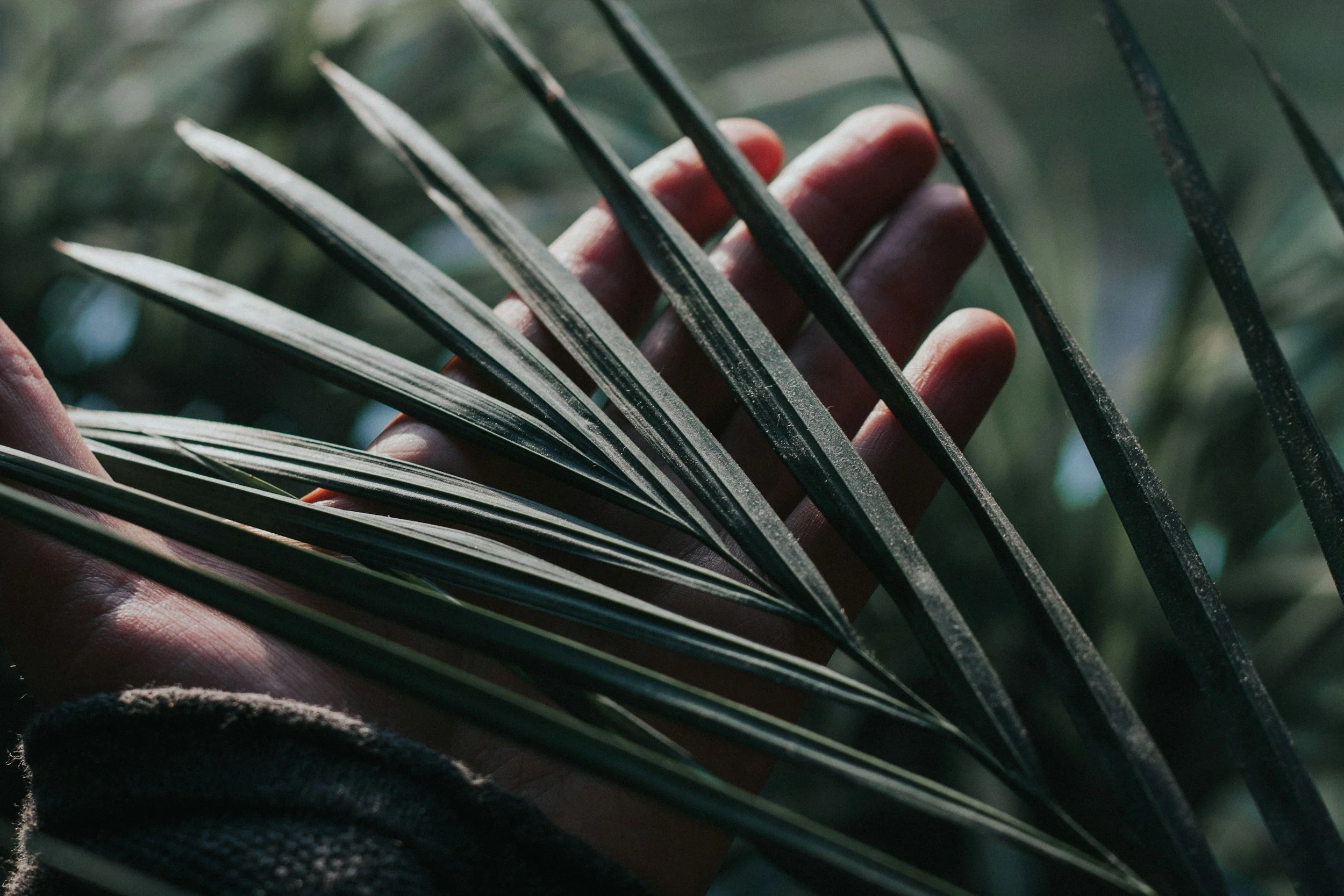 Close-up of a person holding a palm leaf with a background of blurred greenery.
