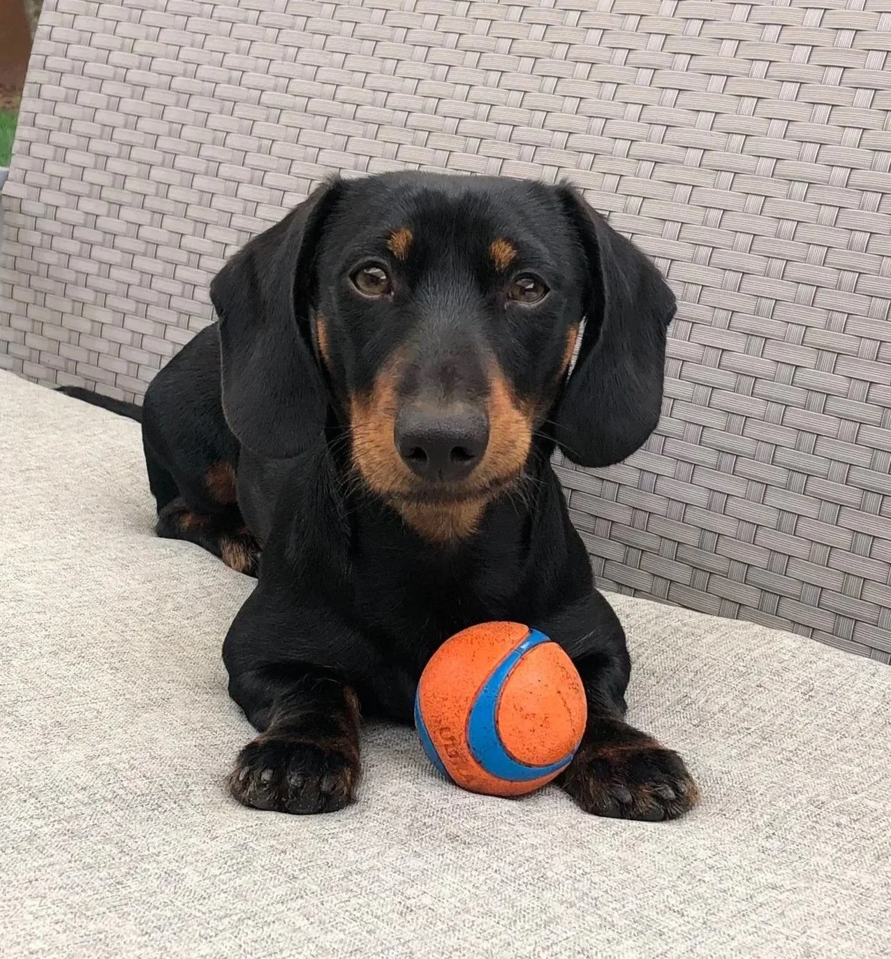 Black and tan puppy with floppy ears lying on a beige couch with a worn orange and blue rubber ball between its front paws.