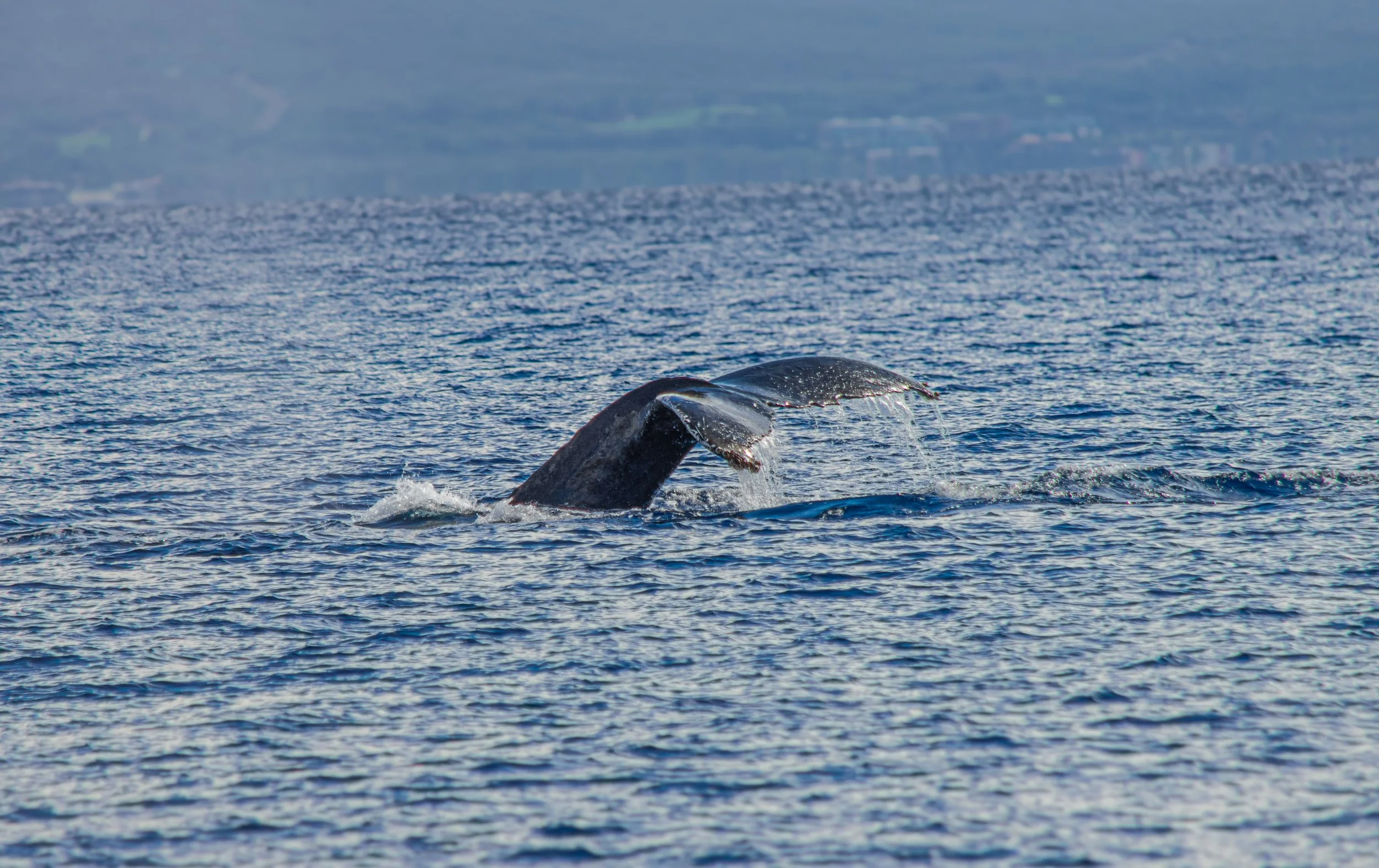 Whale Watching near Kihei, Maui