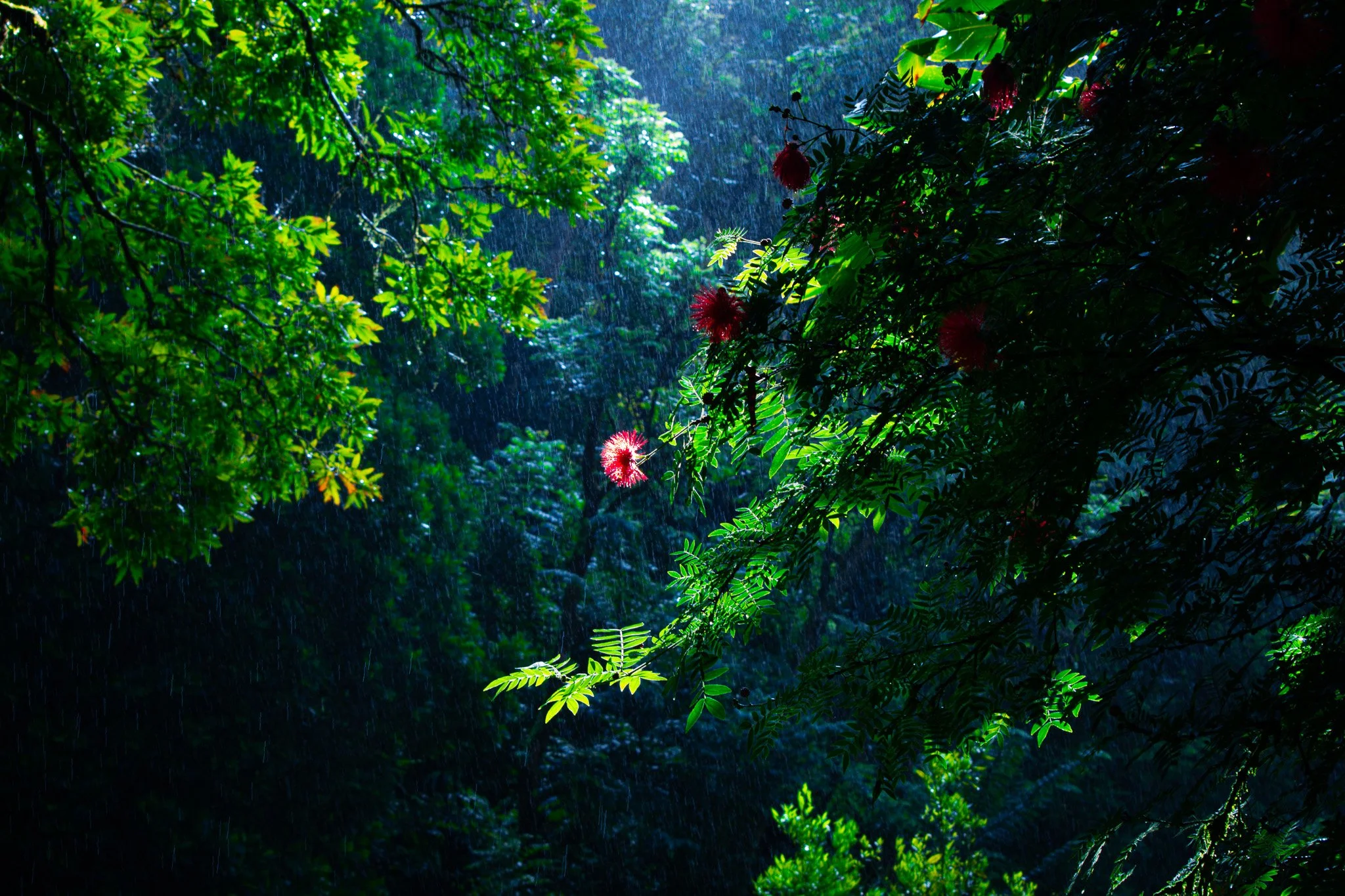 'Ohi'a lehua flowers on the Road to Hana