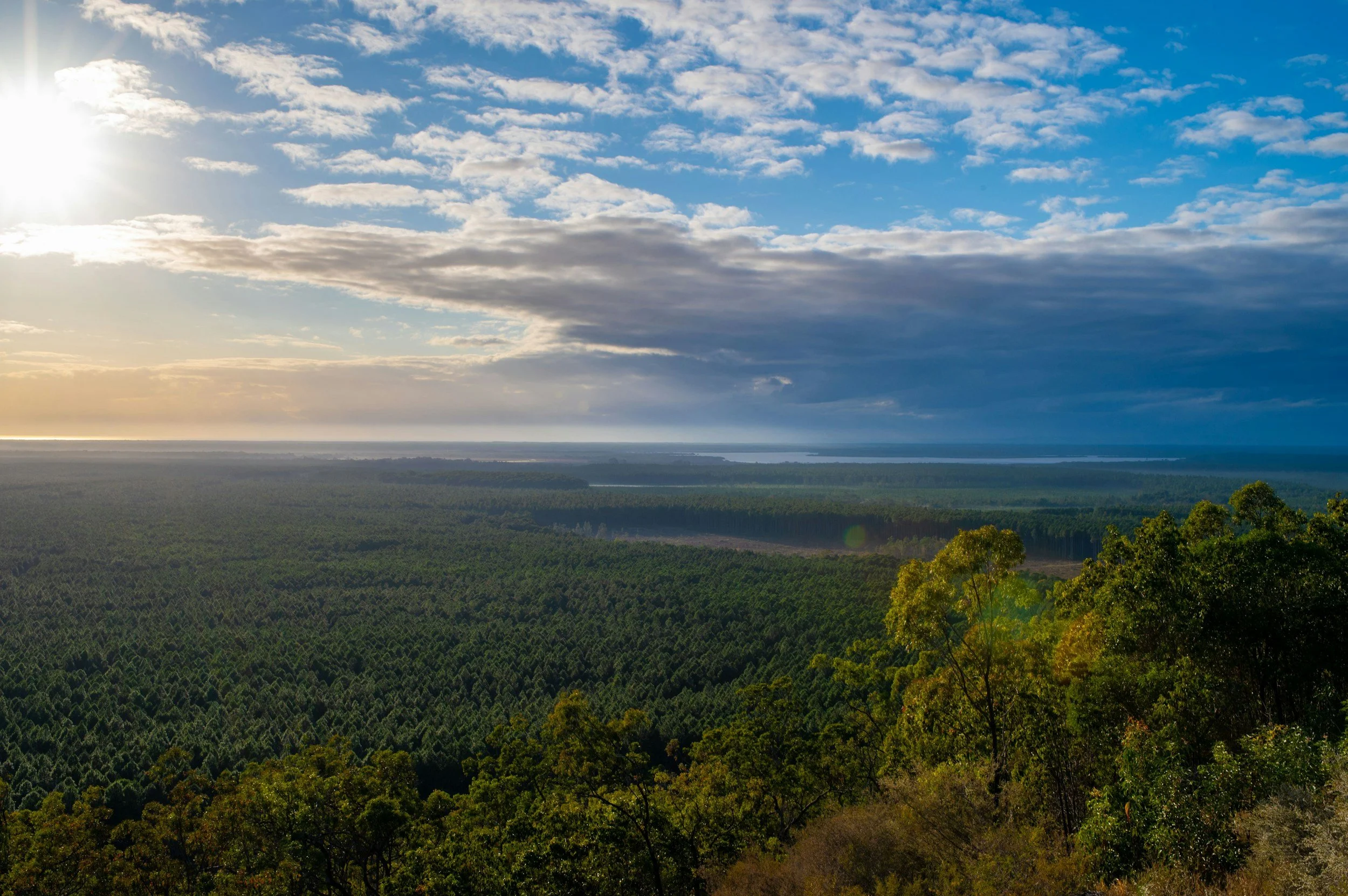 A scenic view of a large forest with distant water body and cloudy sky in the background, taken during sunset or sunrise.
