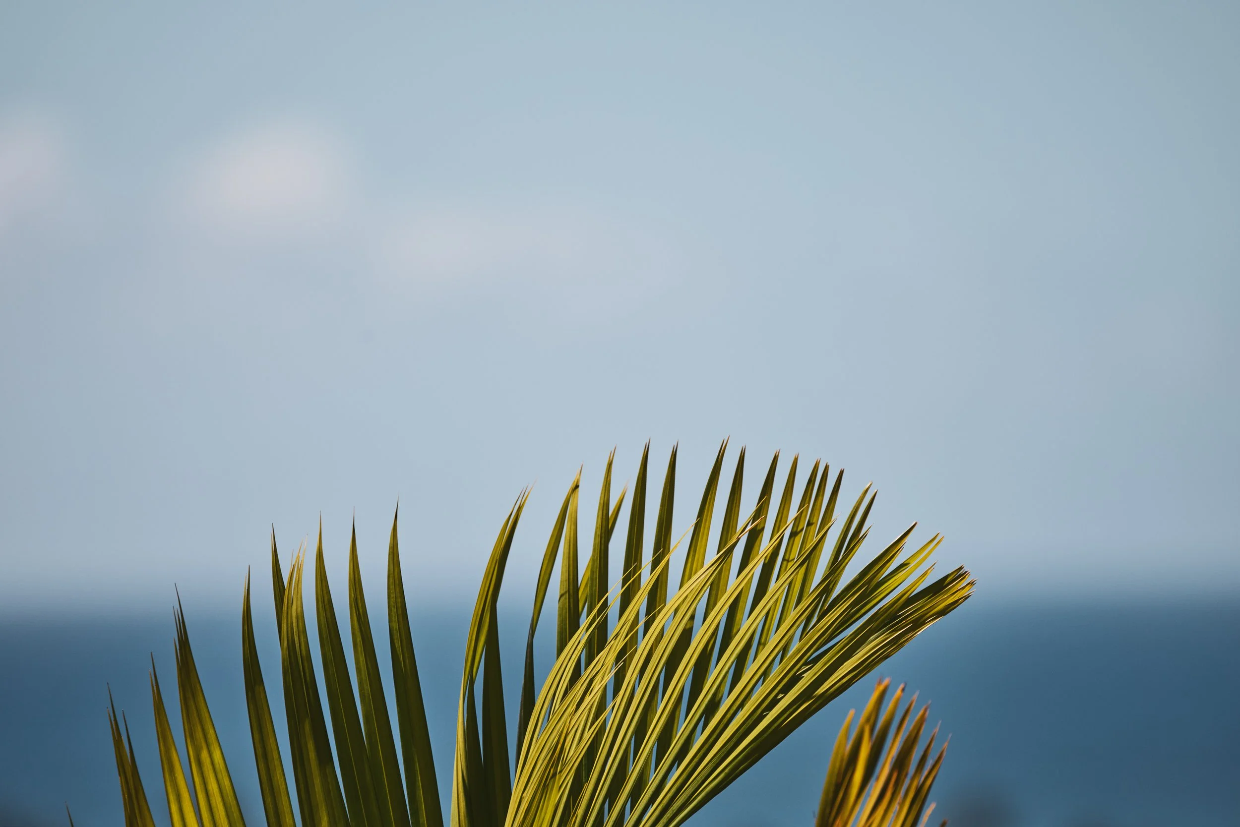 20260729_KUKUIULA_18_STEVEN_LIPPMAN_0732.jpg