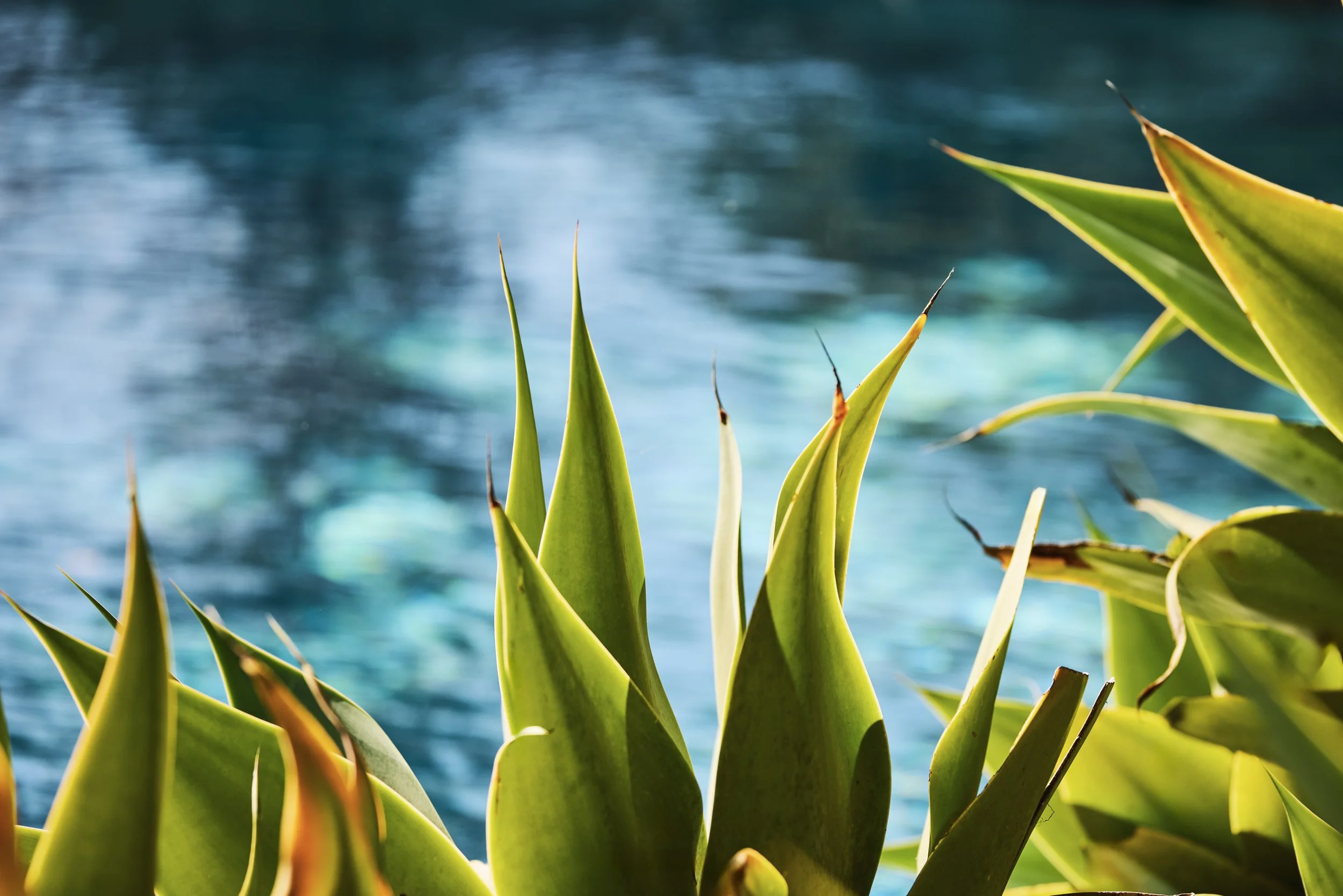 20260204_6715_FERNHILL_STEVEN_LIPPMAN 212.jpg