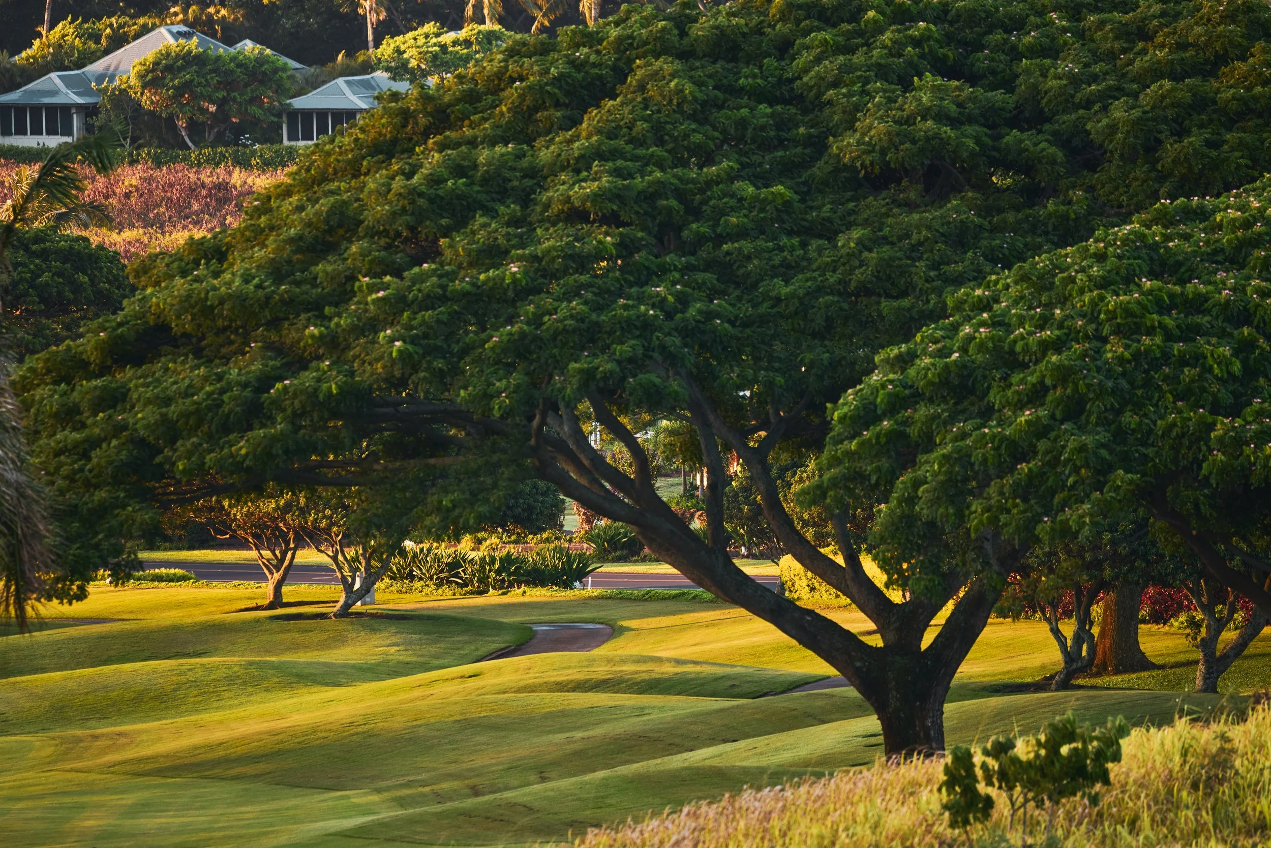 20260729_KUKUIULA_18_STEVEN_LIPPMAN_0769.jpg