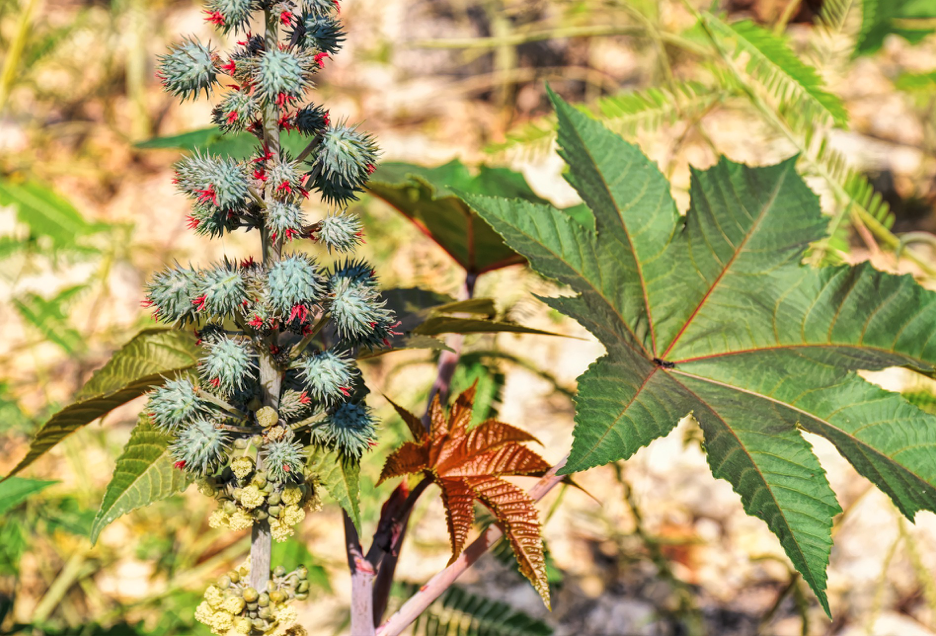 castor bean plant.png