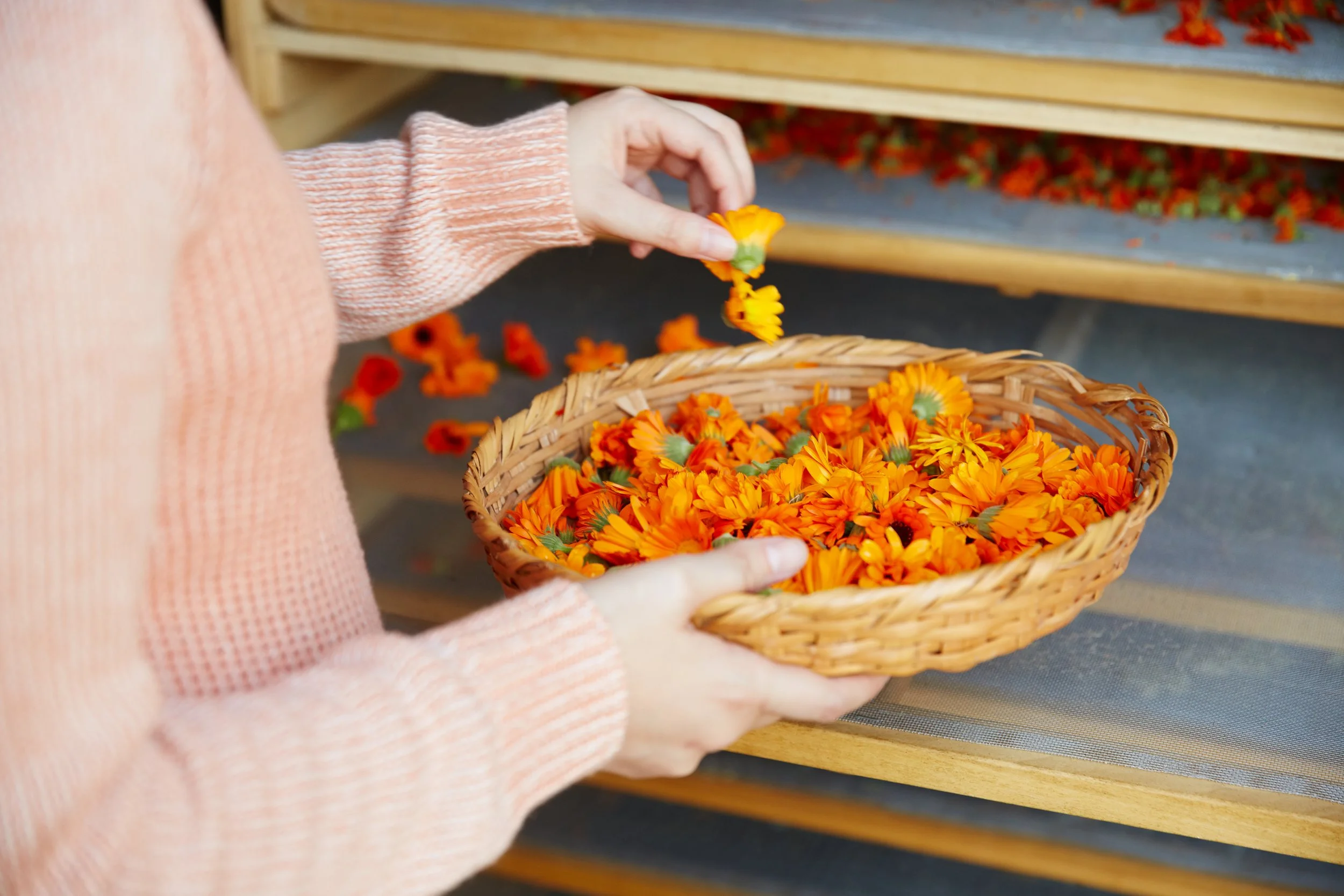 Laurel Drying Calendula.jpg