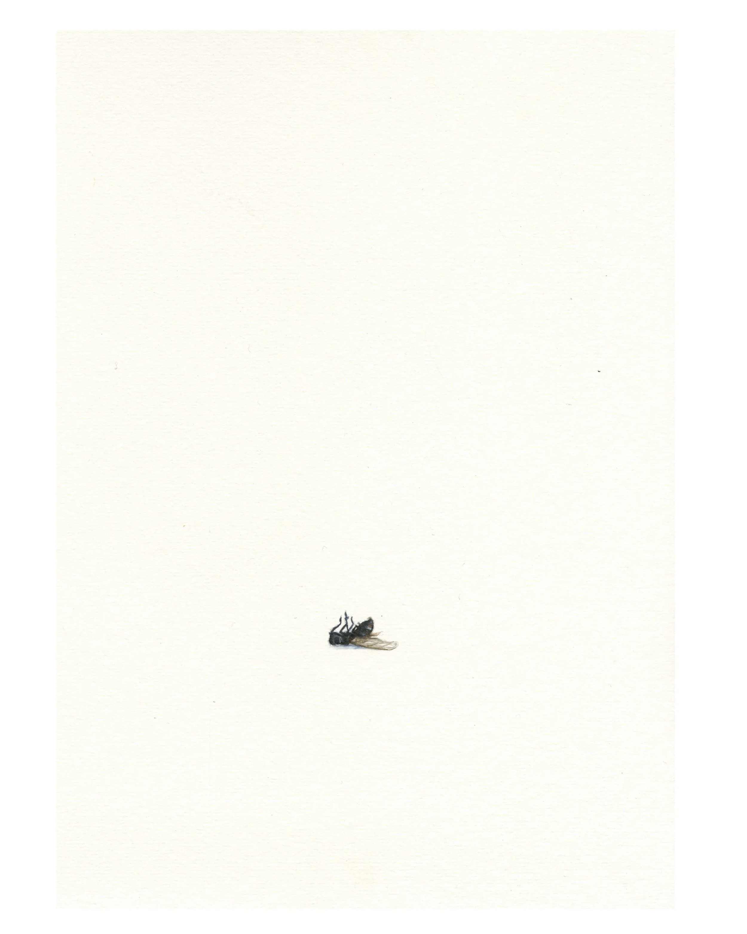 1. THE FLIES LAY ON OUR WINDOWSILL