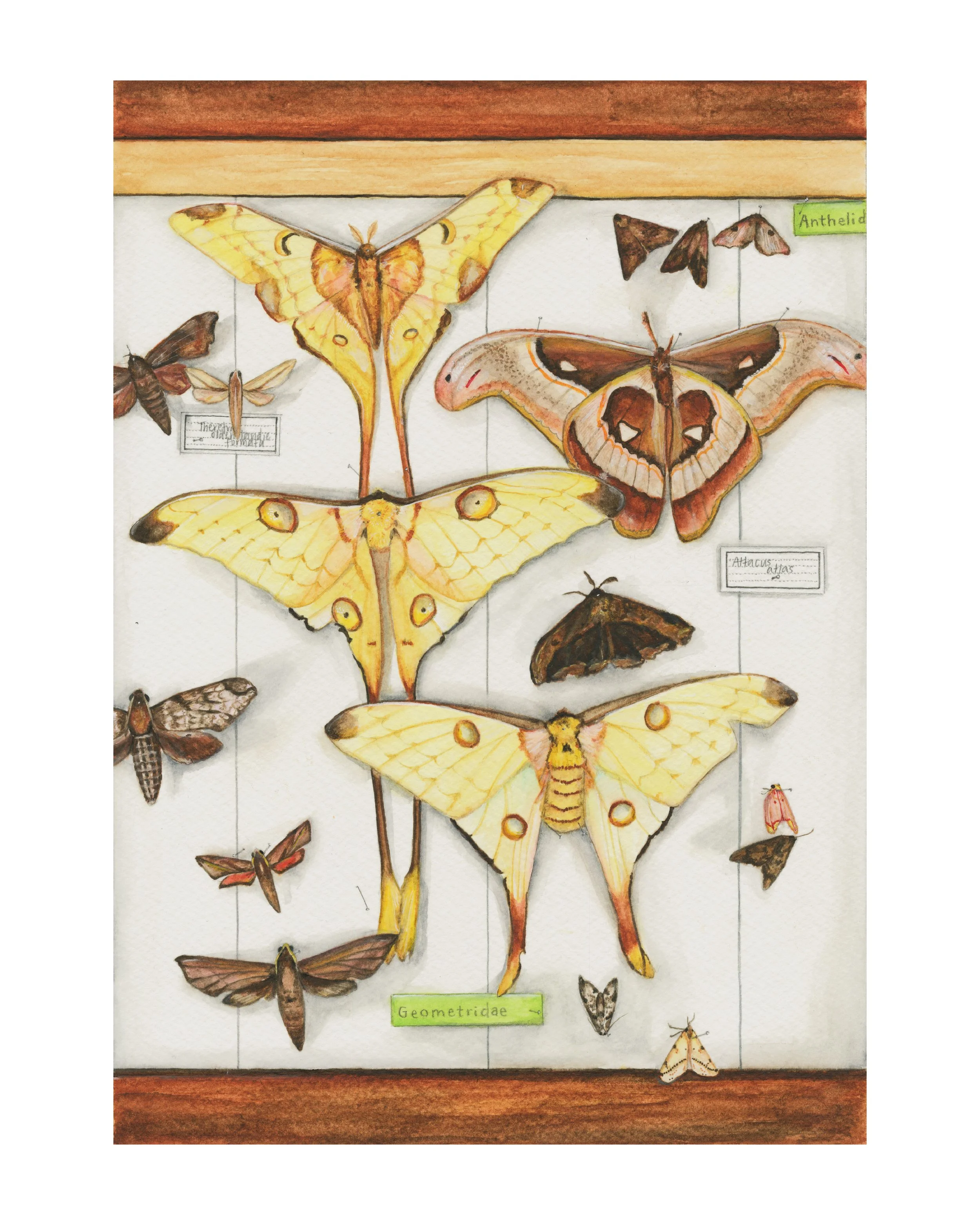 4. I WONDER HOW FAR THEY FLEW TO GET HERE