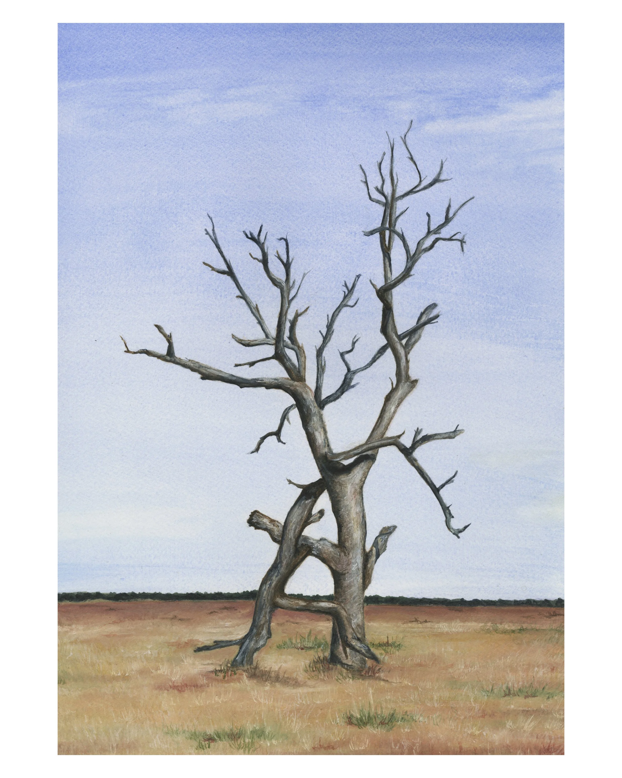 6. THE BIG OLD TREE HAS DIED/WE DON’T KNOW HOW TO BE